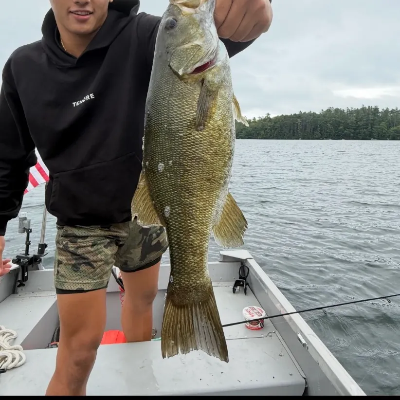 Smallmouth bass caught on Fishbrain