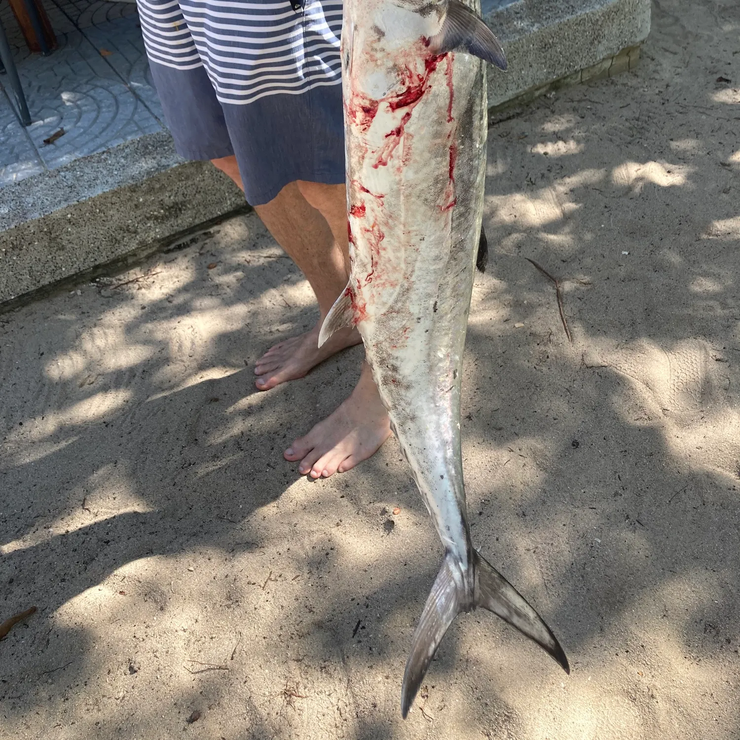The most recent Kanadi kingfish catches on Fishbrain