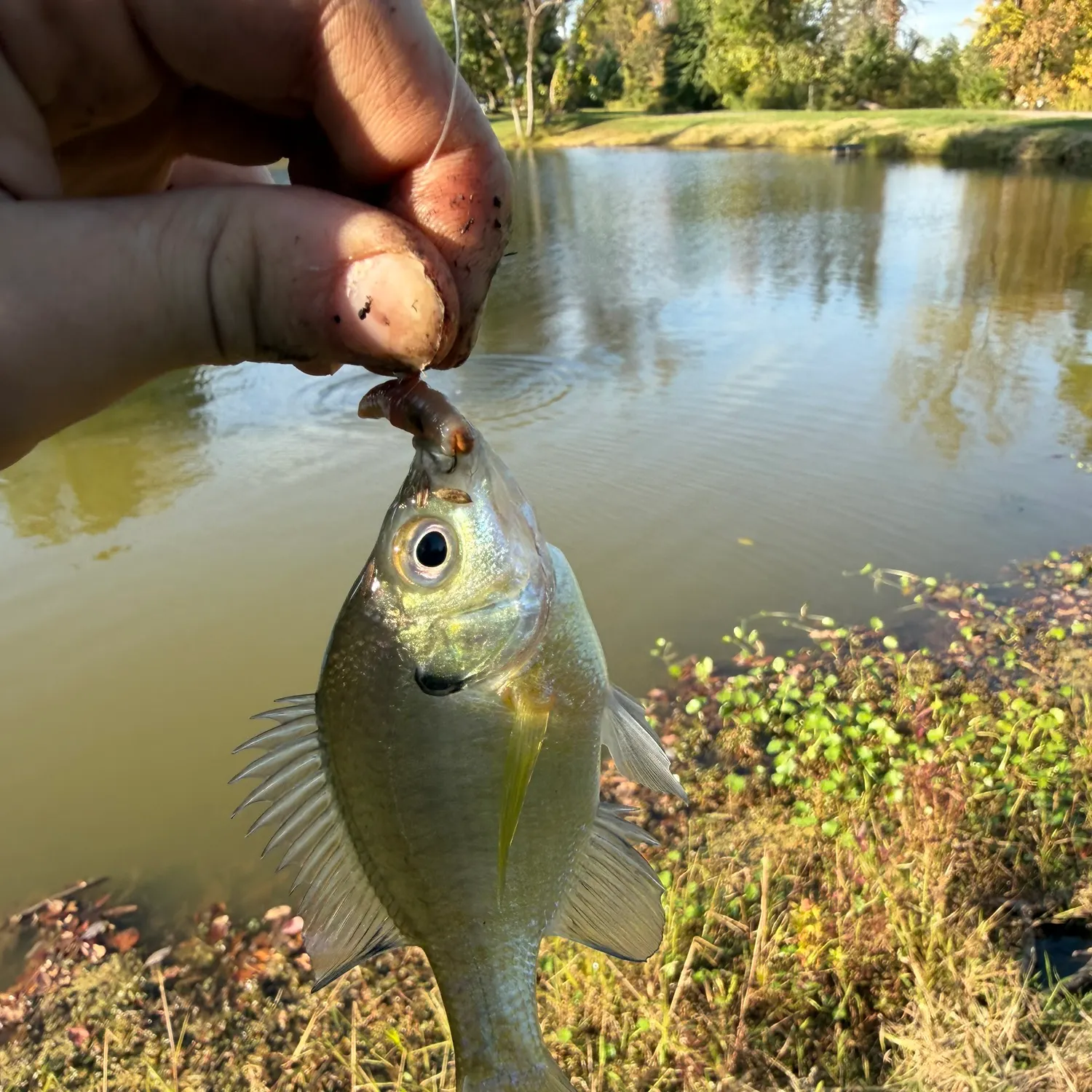 Bluegill caught on Fishbrain