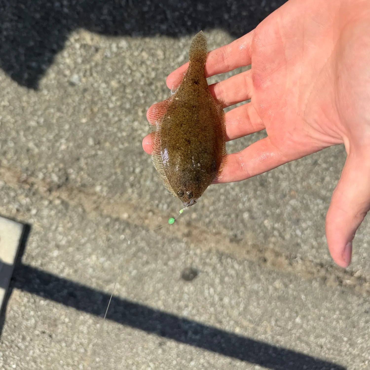The most recent Pacific sanddab catches on Fishbrain
