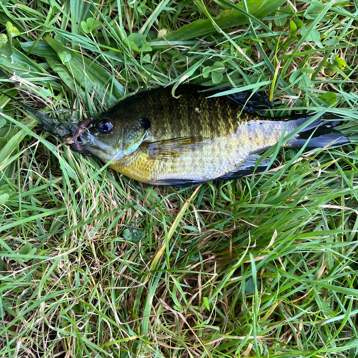 Bluegill caught on Fishbrain