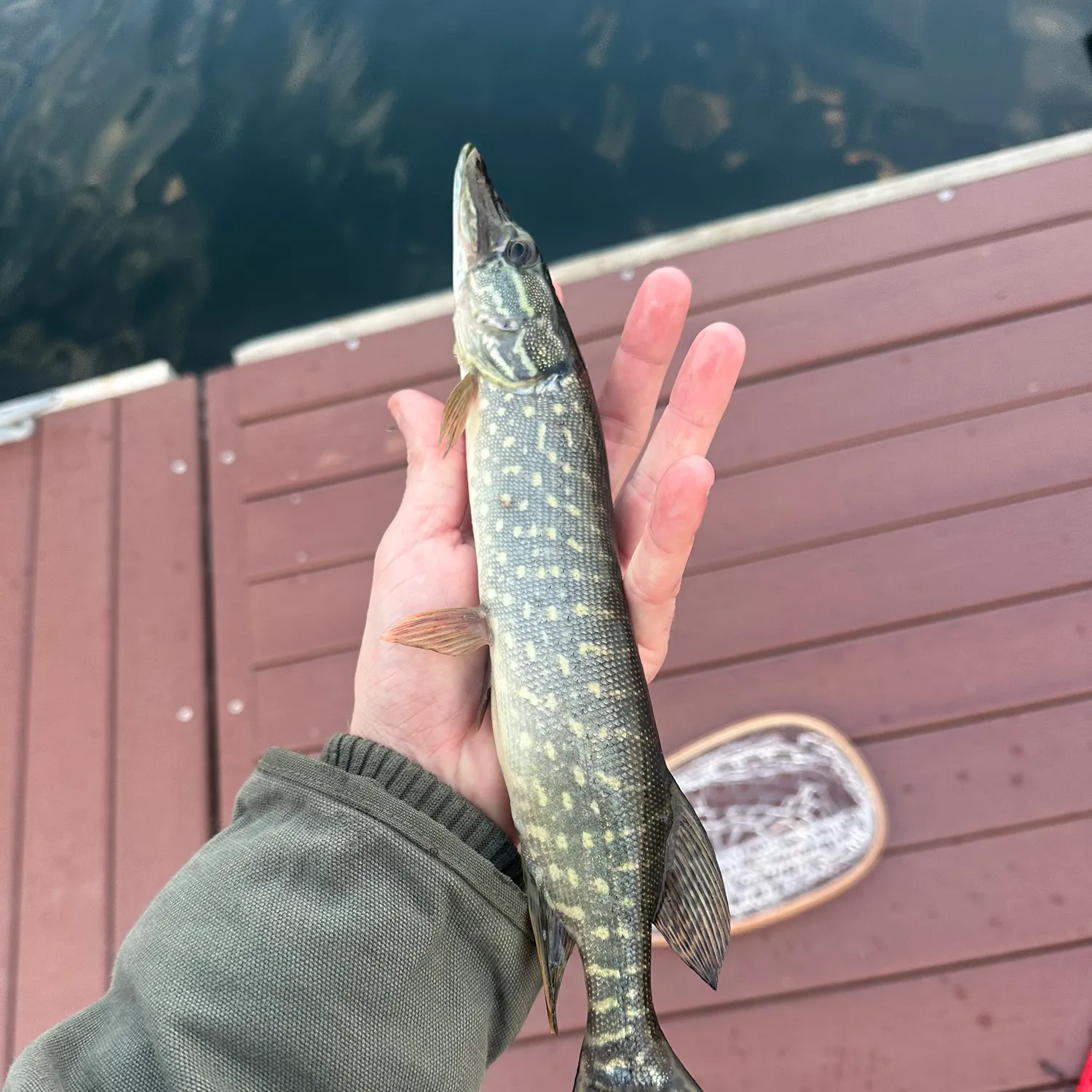 The most recent Northern pike x Chain pickerel catches on Fishbrain