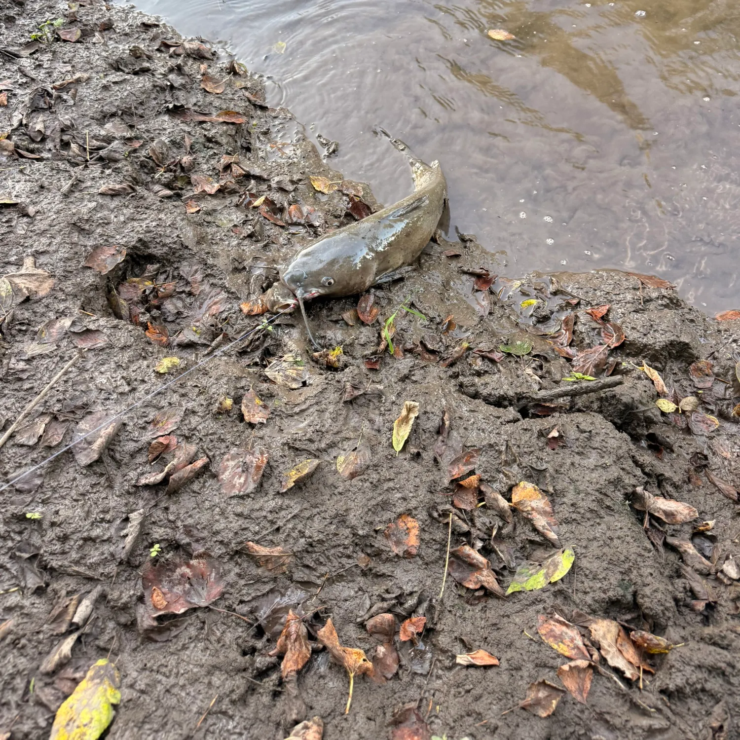 Channel catfish caught on Fishbrain
