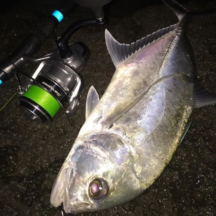 The most recent Giant trevally catches on Fishbrain