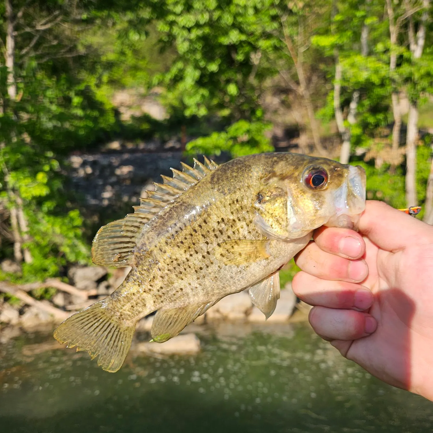 The most recent Shadow bass catches on Fishbrain