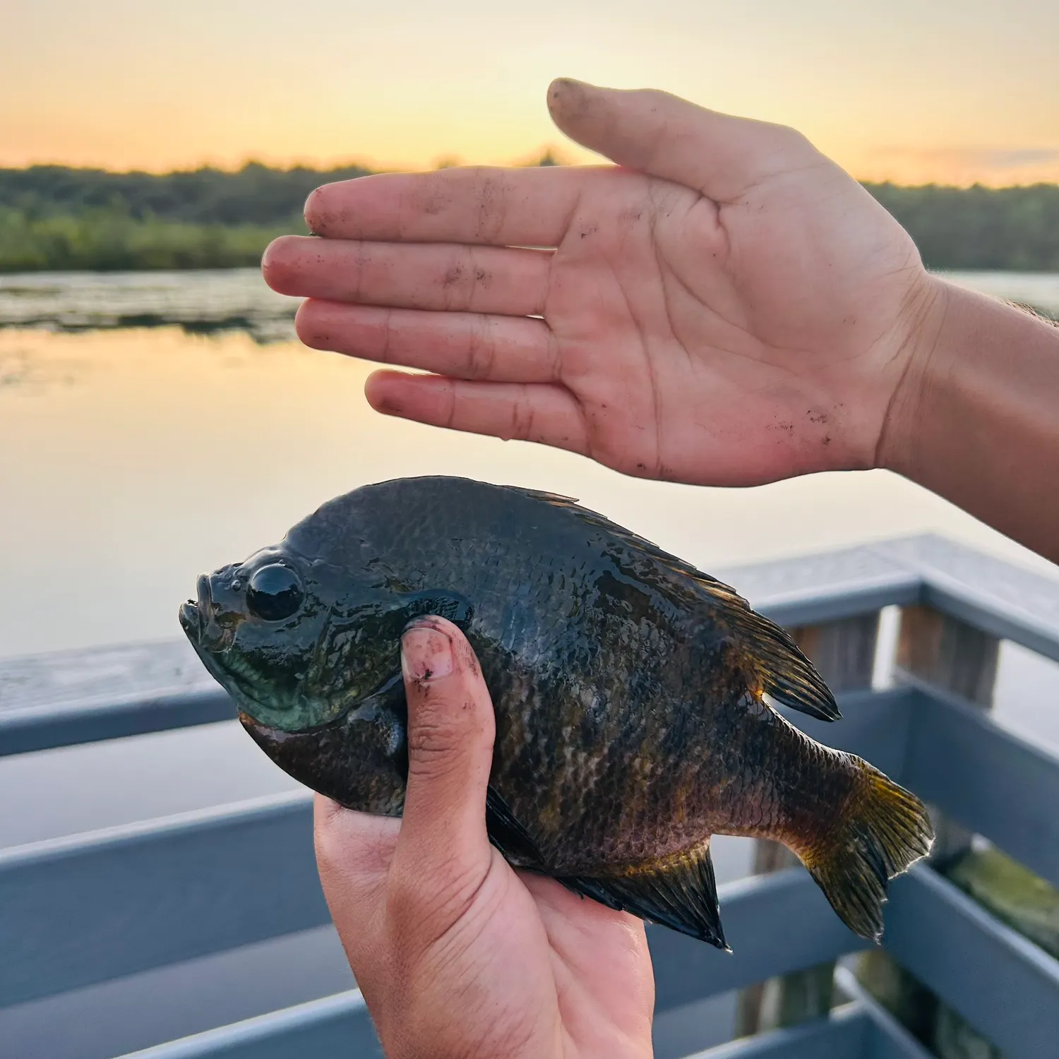 Bluegill caught on Fishbrain