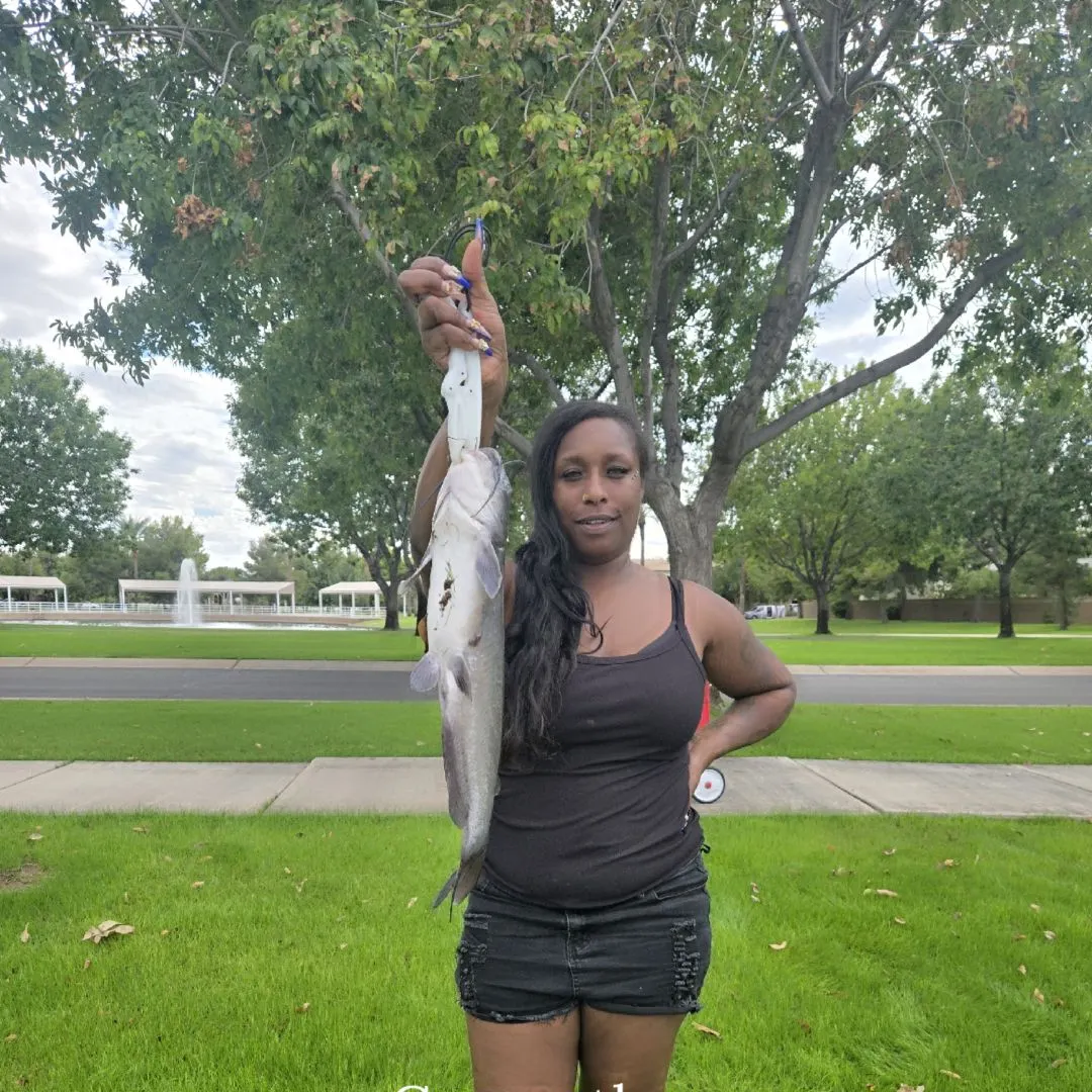 Channel catfish caught on Fishbrain