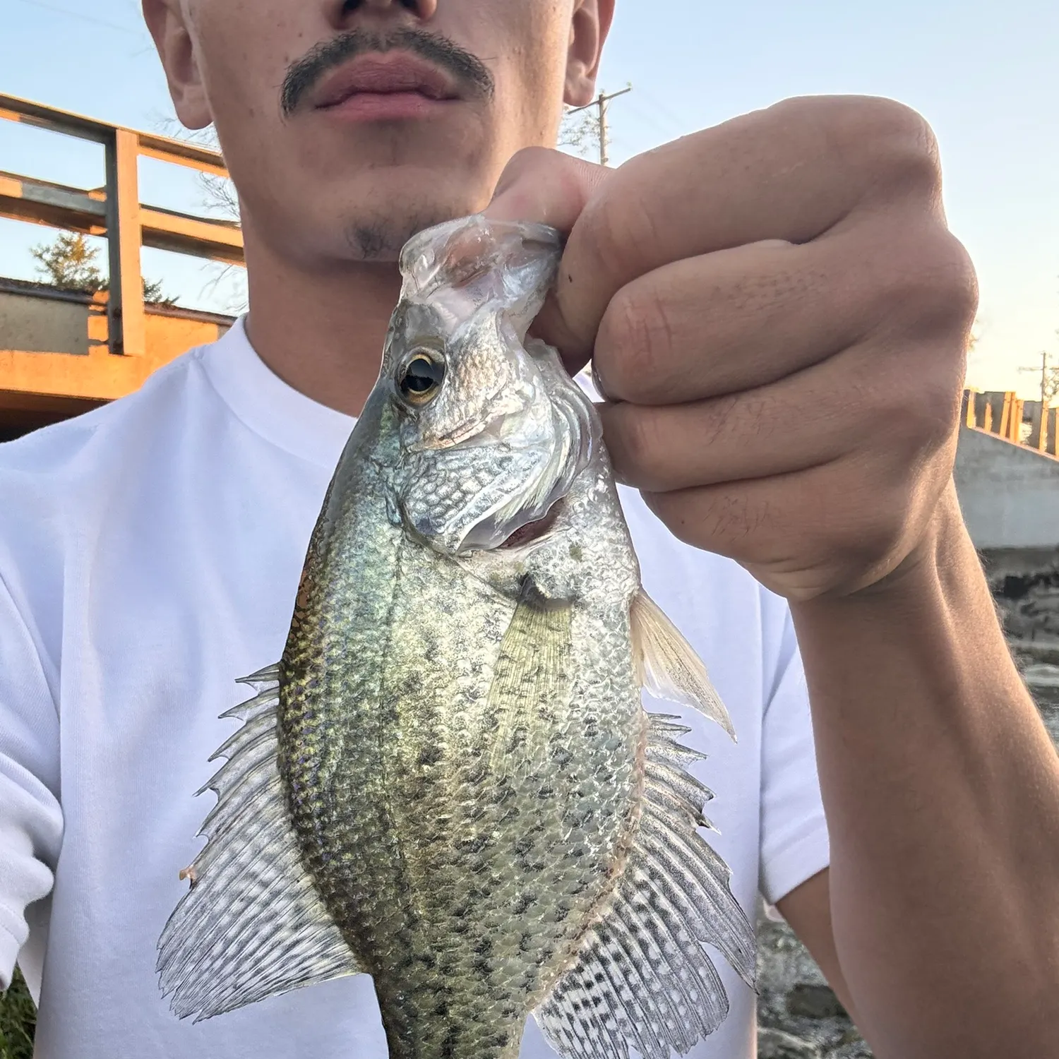 Black crappie caught on Fishbrain