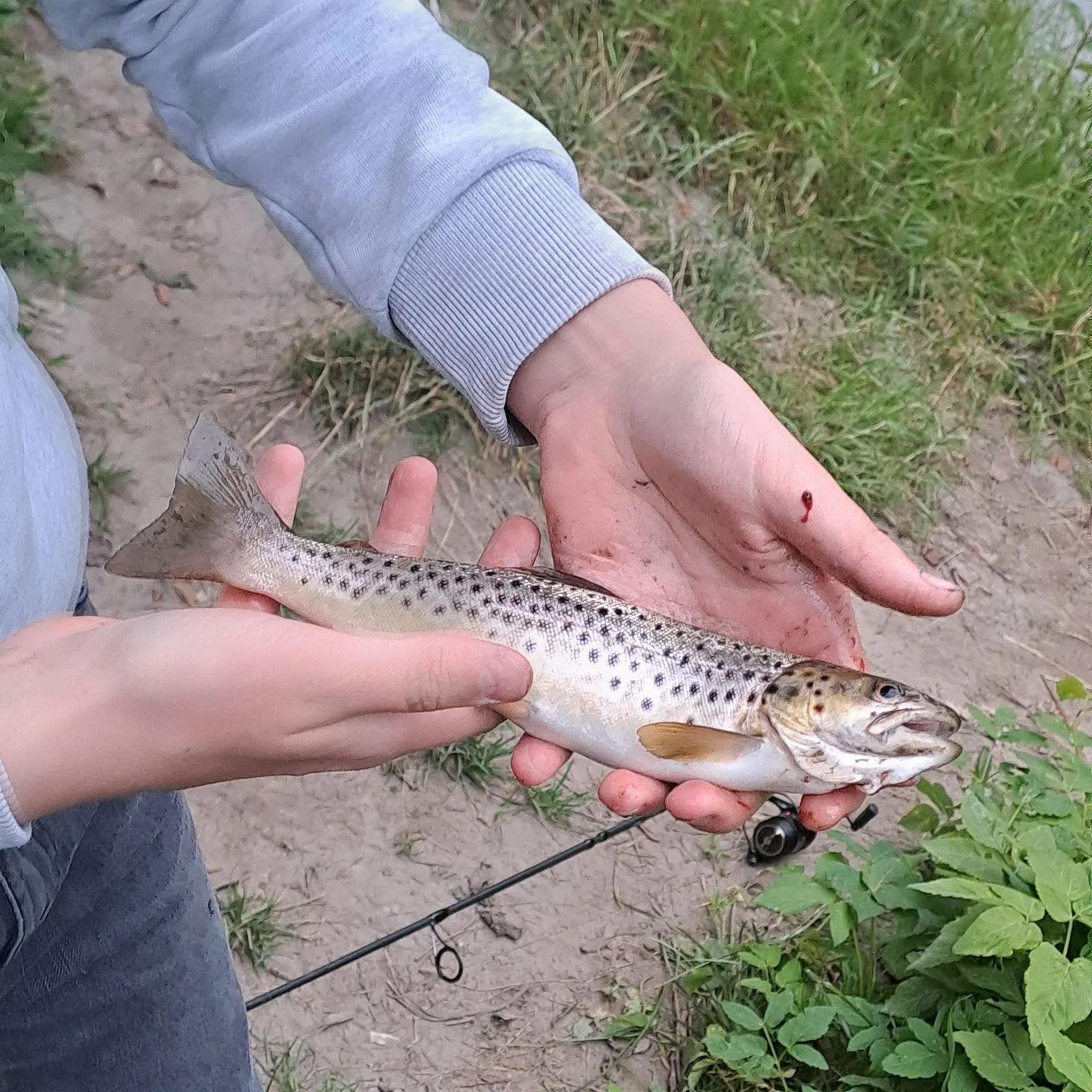 Sea trout caught on Fishbrain