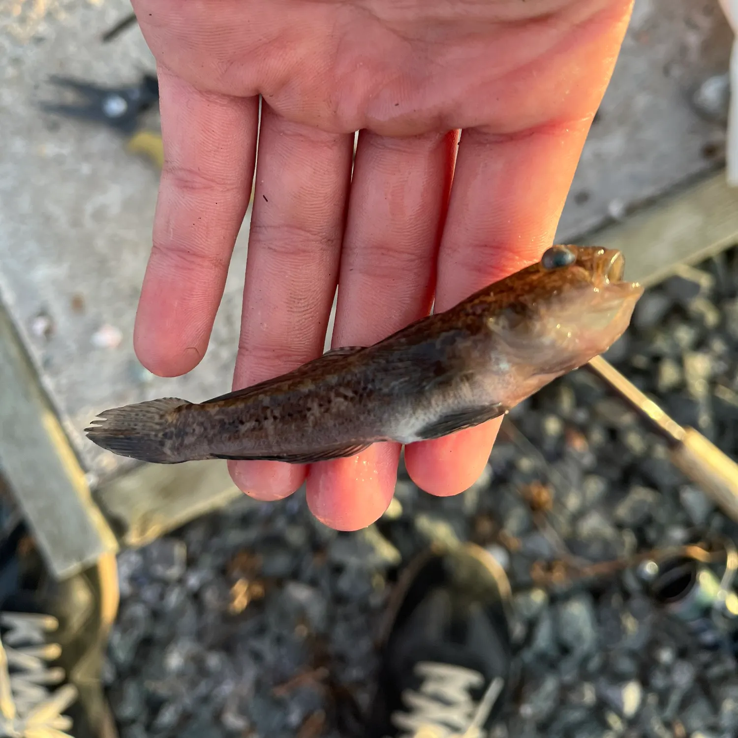 Round goby caught on Fishbrain