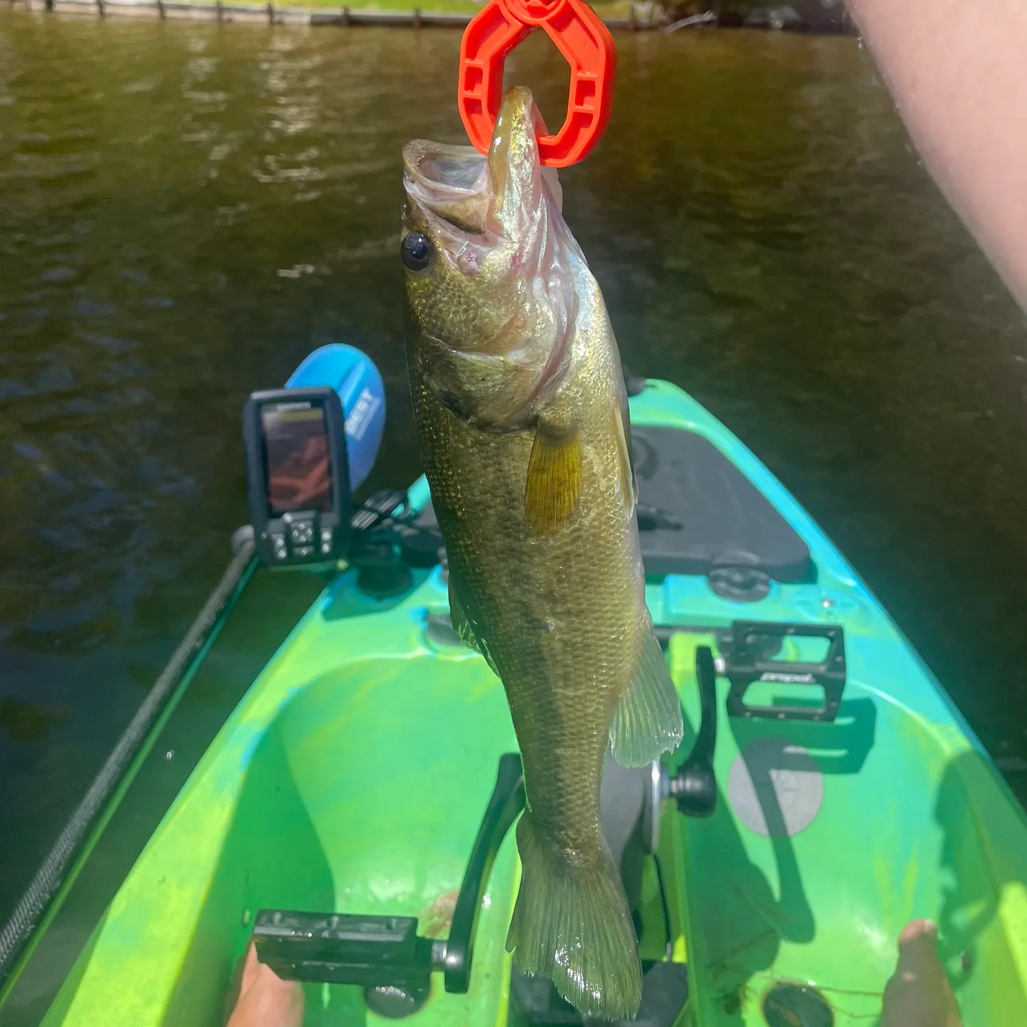 Largemouth bass caught on Fishbrain