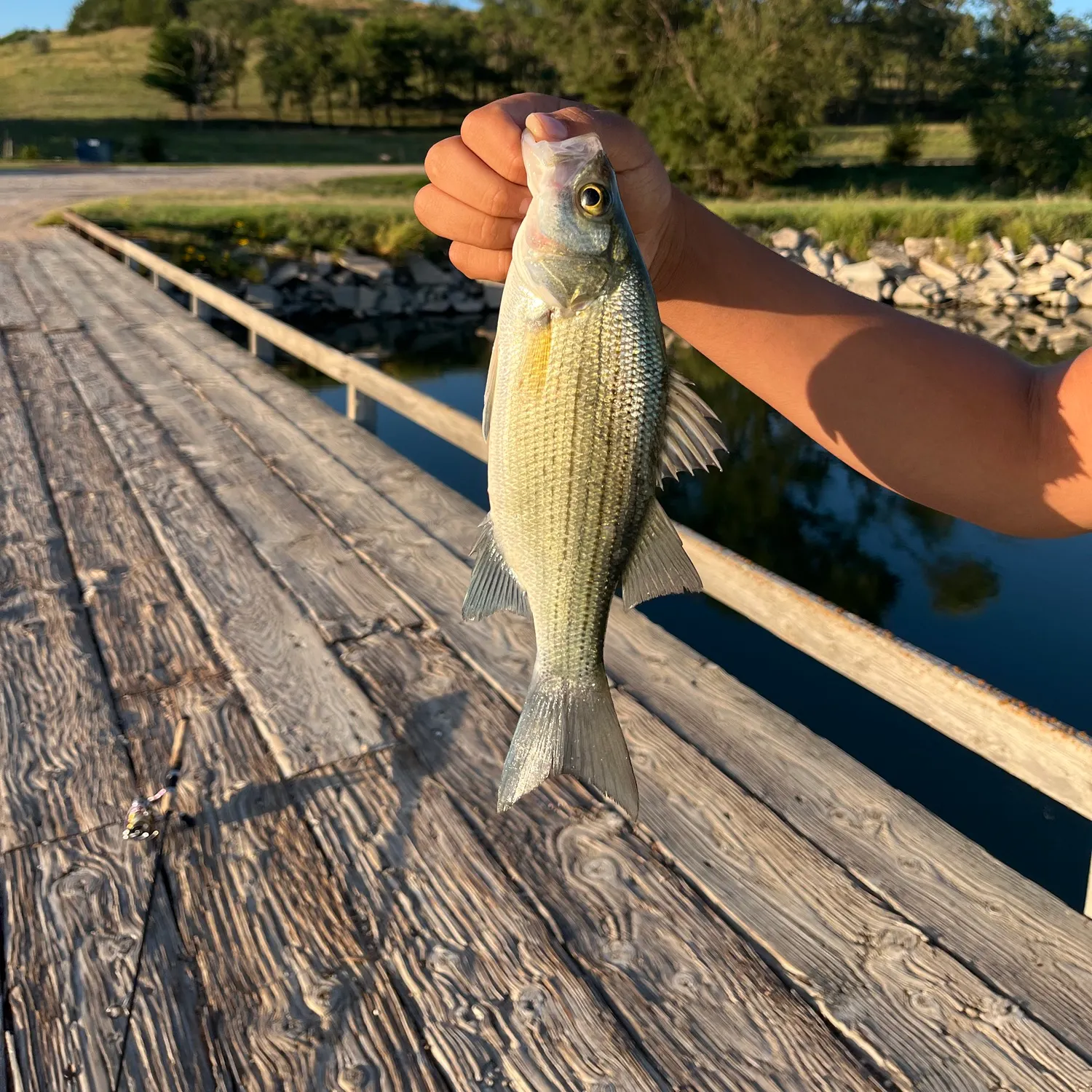 White bass caught on Fishbrain