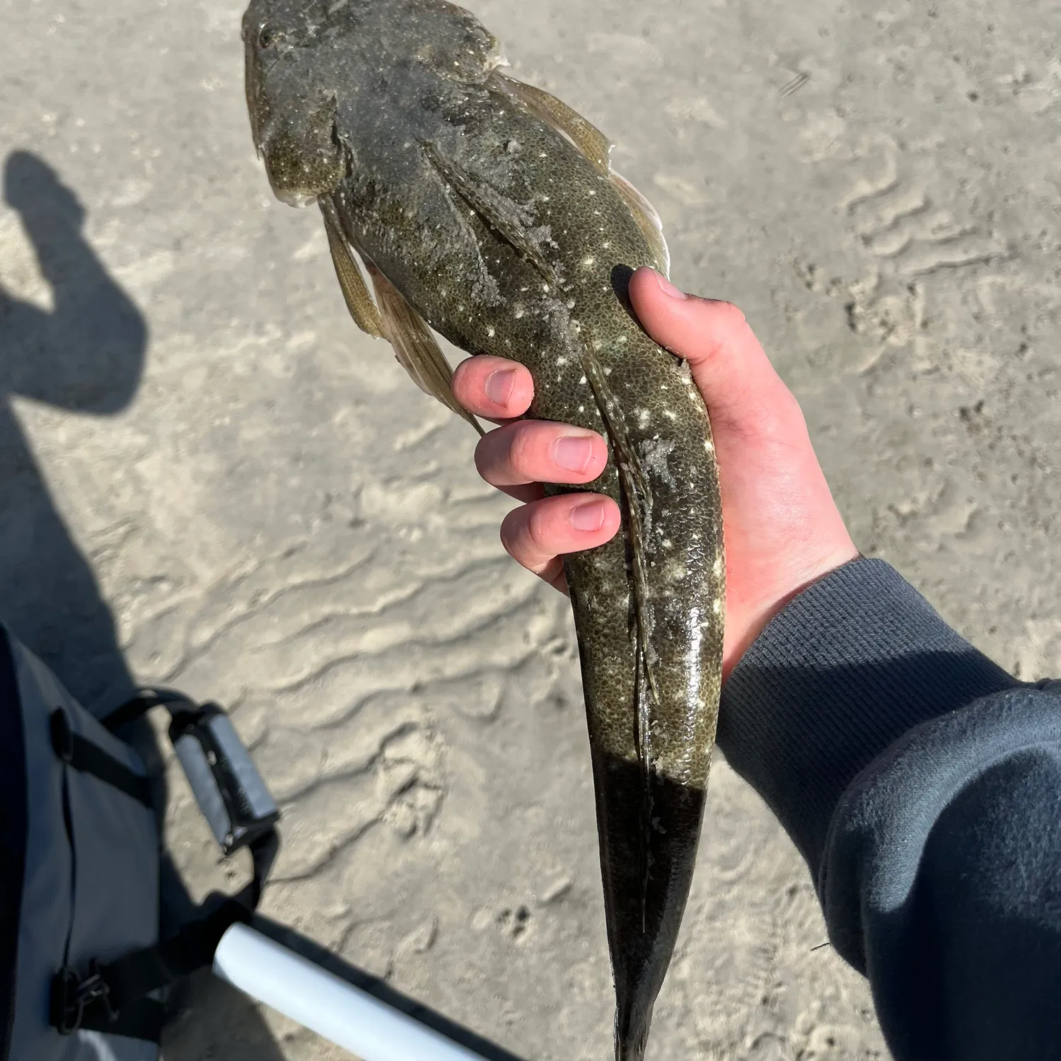 Dusky flathead caught on Fishbrain