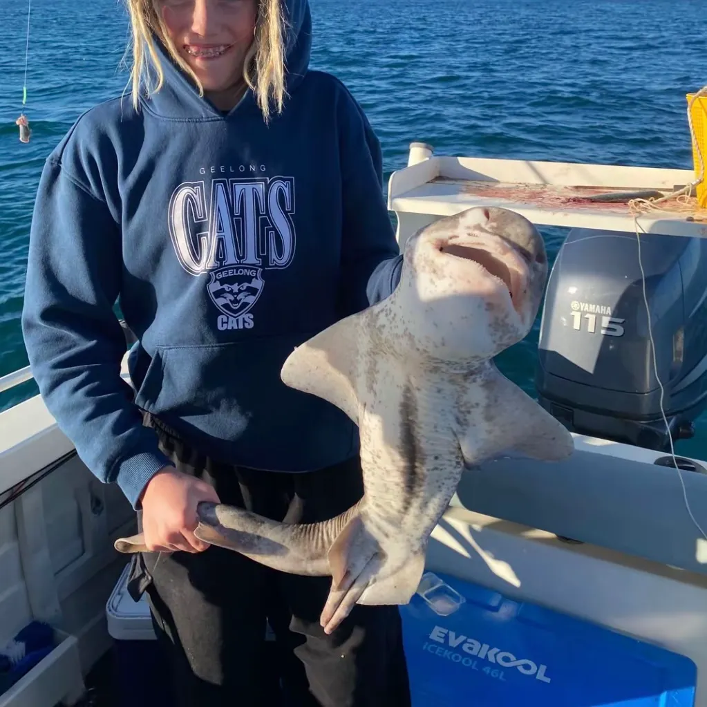 Port Jackson shark caught on Fishbrain