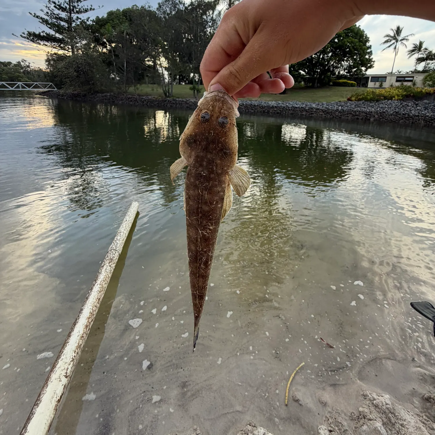 The most recent Dusky flathead catches on Fishbrain