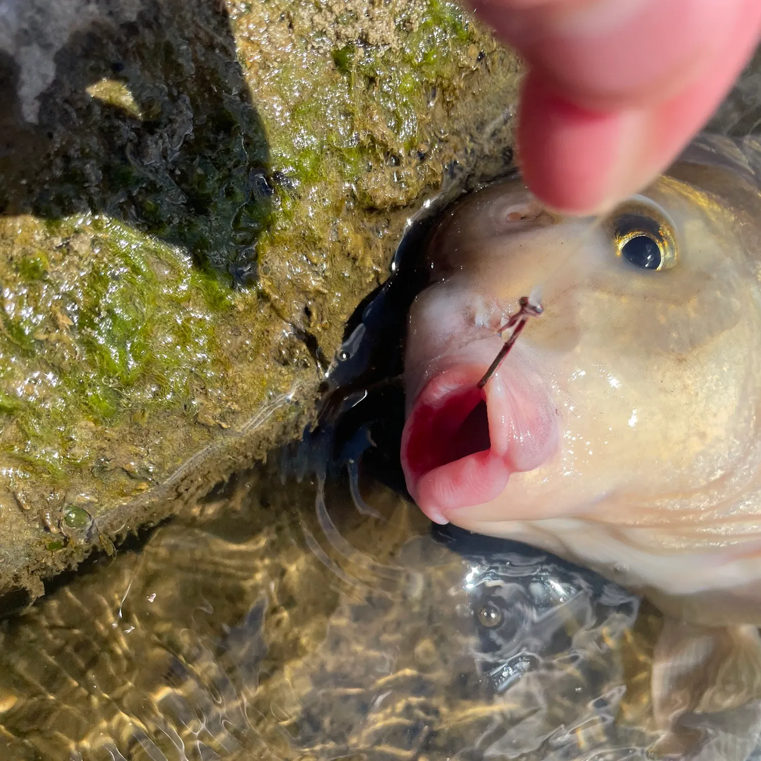 The most recent Quillback catches on Fishbrain