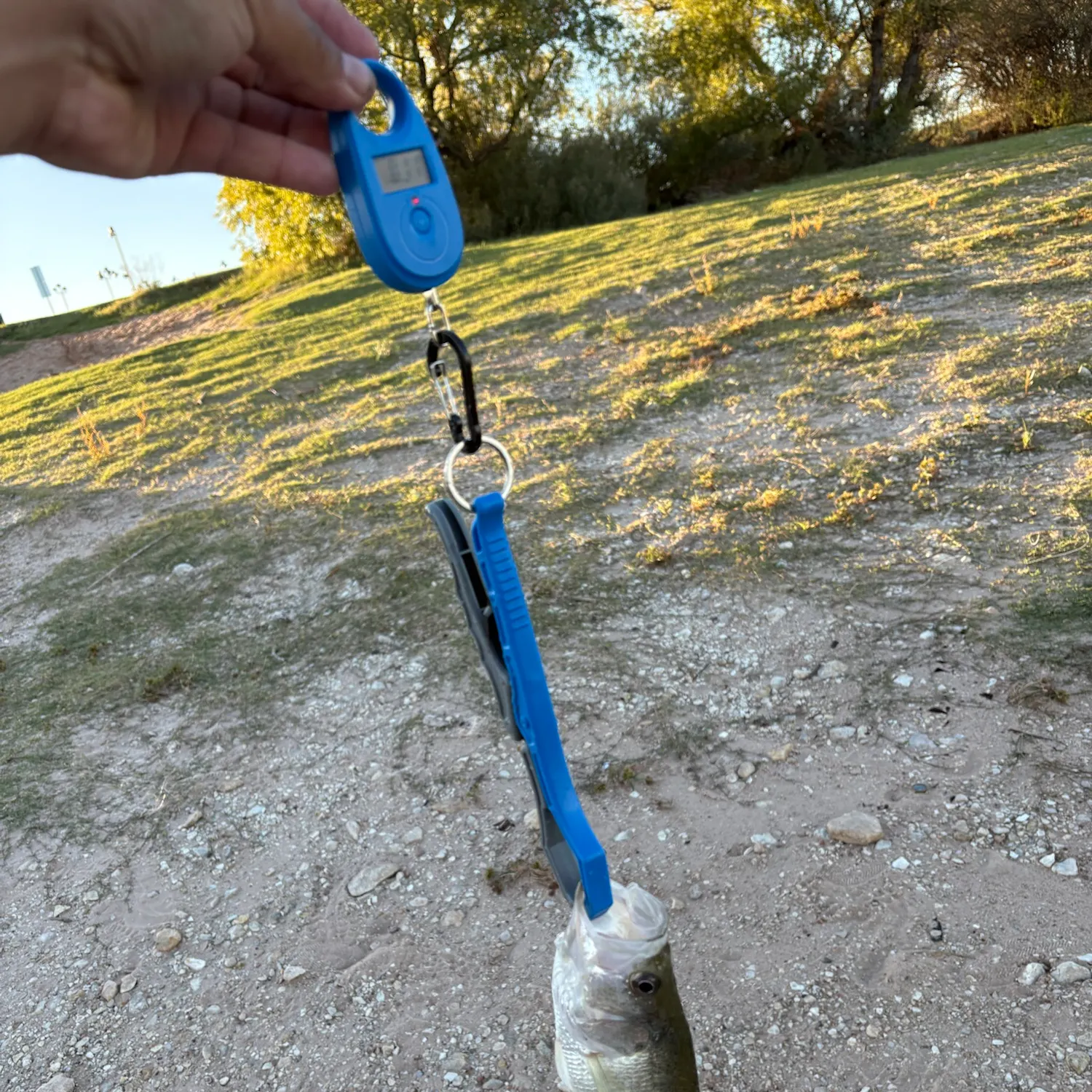 White crappie caught on Fishbrain