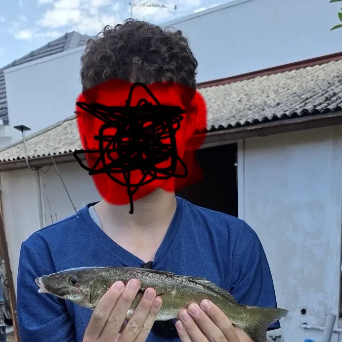 The most recent King George whiting catches on Fishbrain