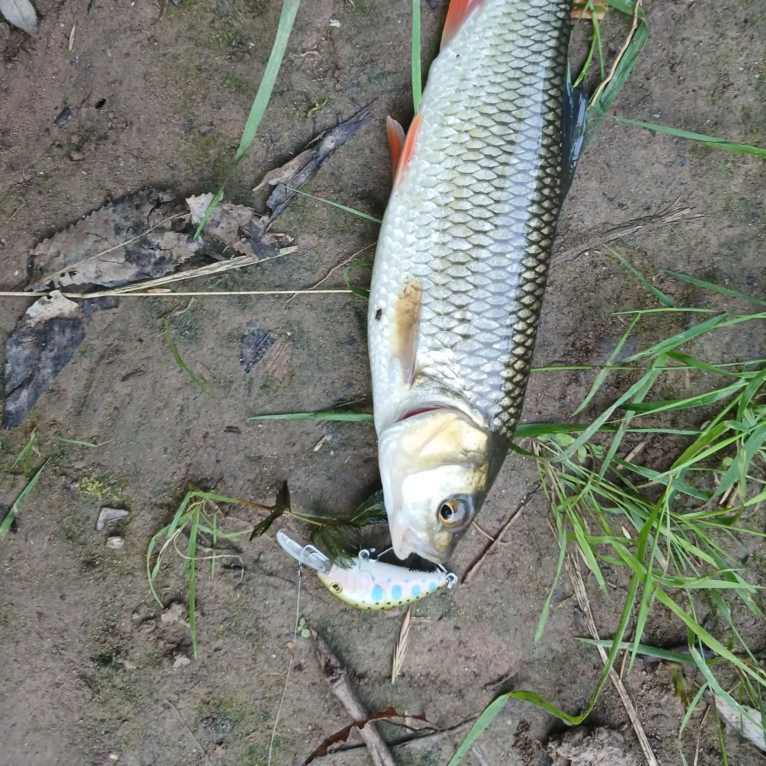 European chub caught on Fishbrain