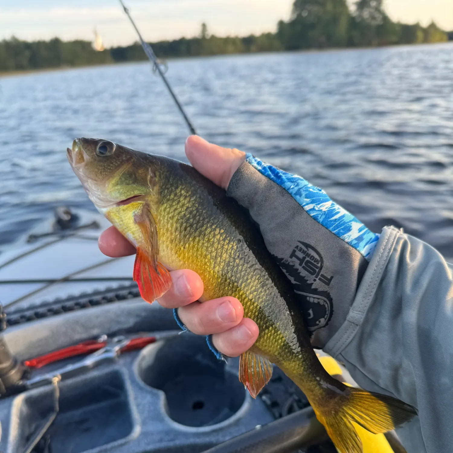 Yellow perch caught on Fishbrain