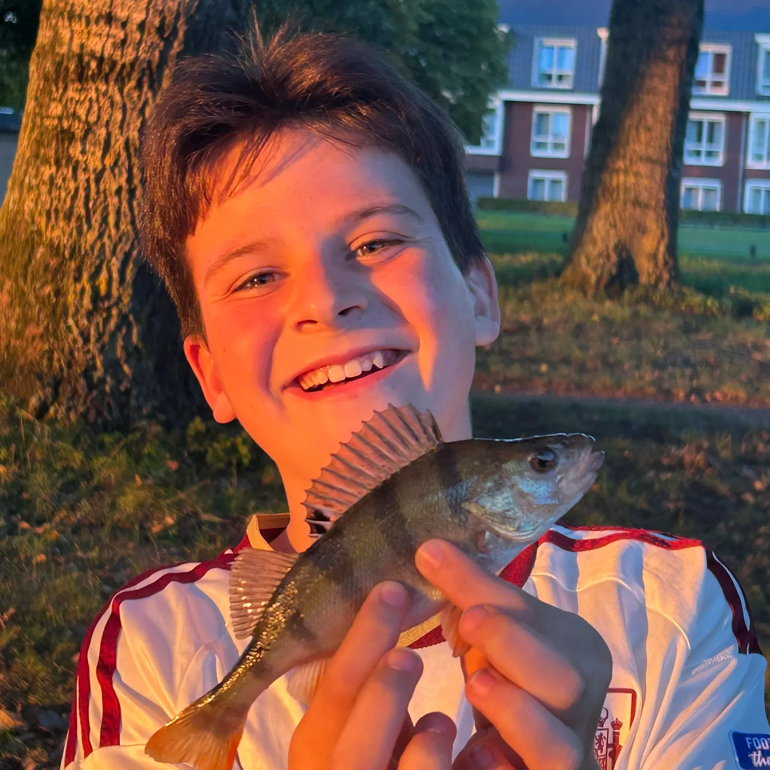 European perch caught on Fishbrain