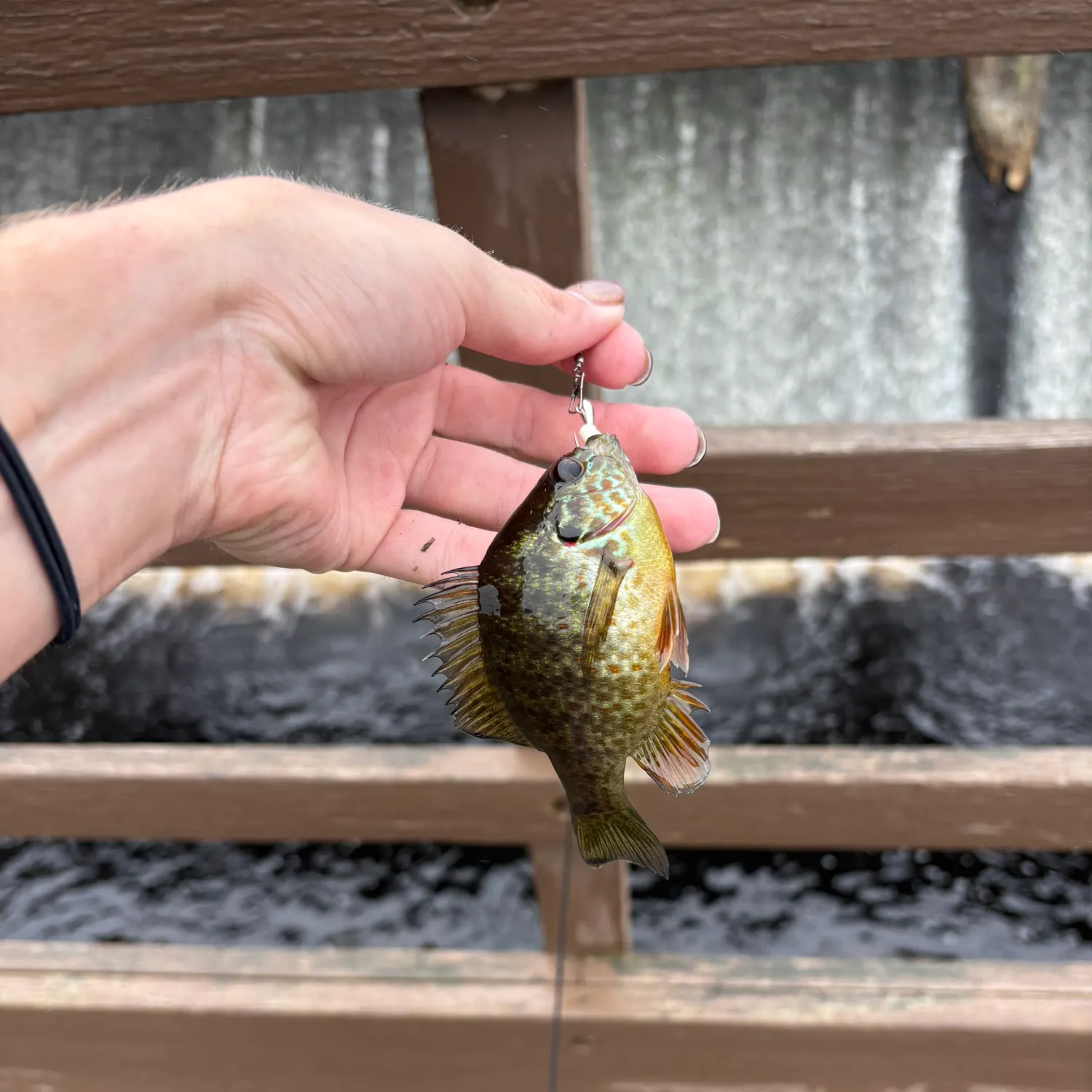 Bluegill caught on Fishbrain