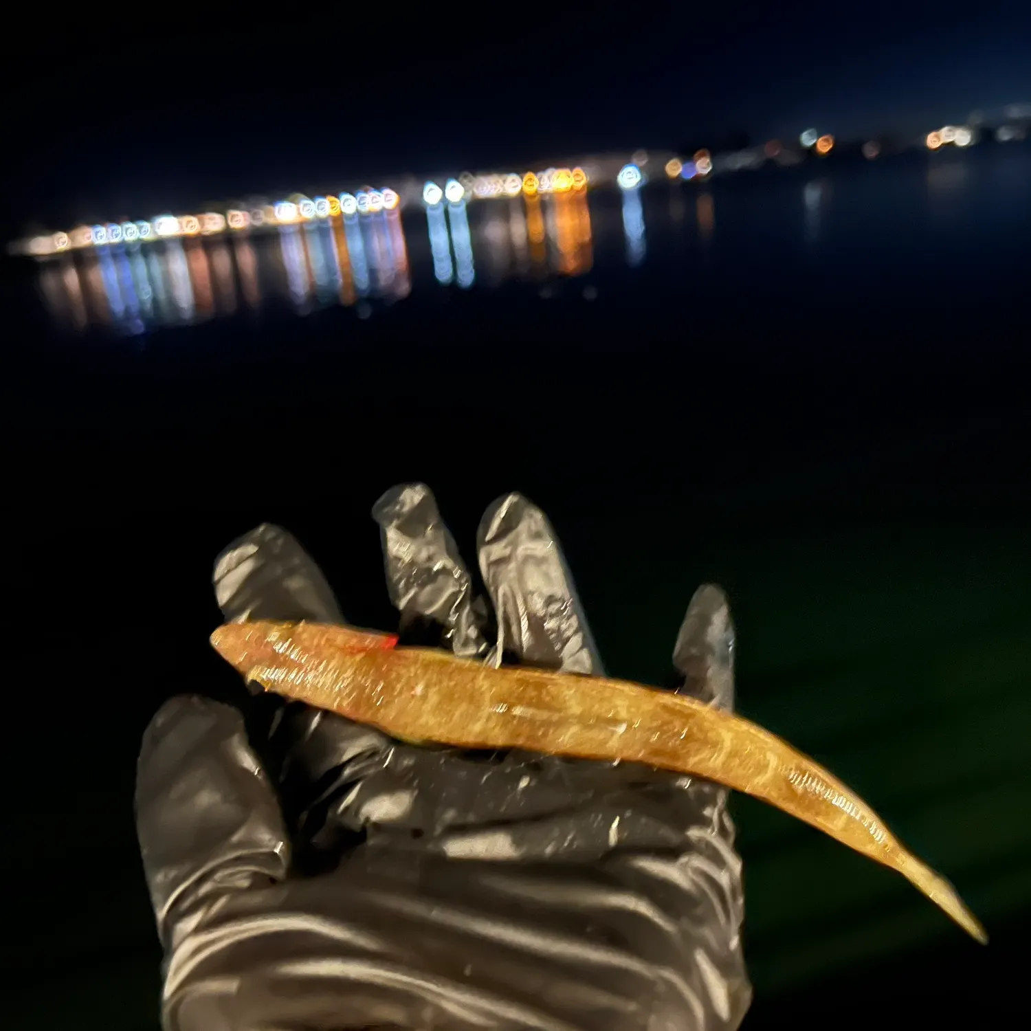 The most recent California lizardfish catches on Fishbrain