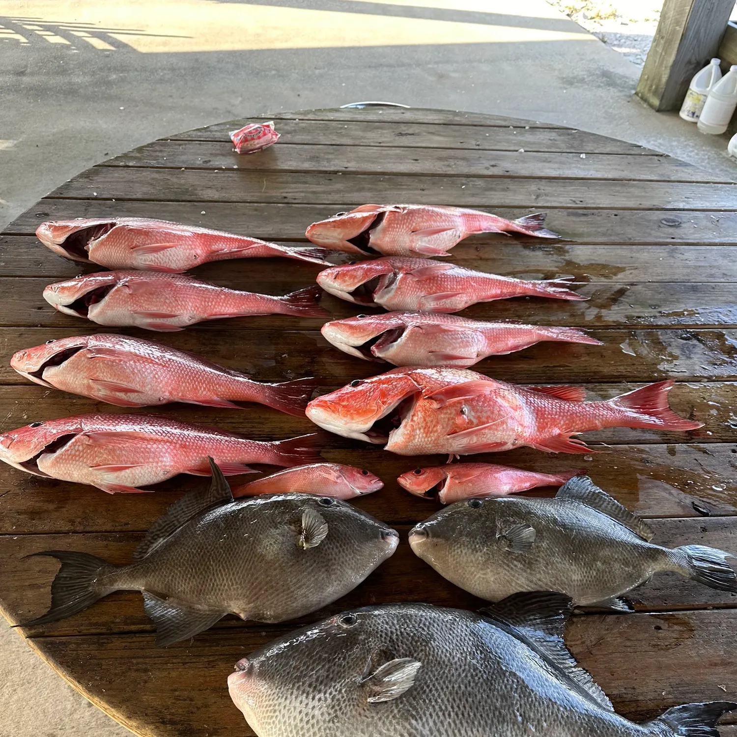The most recent Grey triggerfish catches on Fishbrain