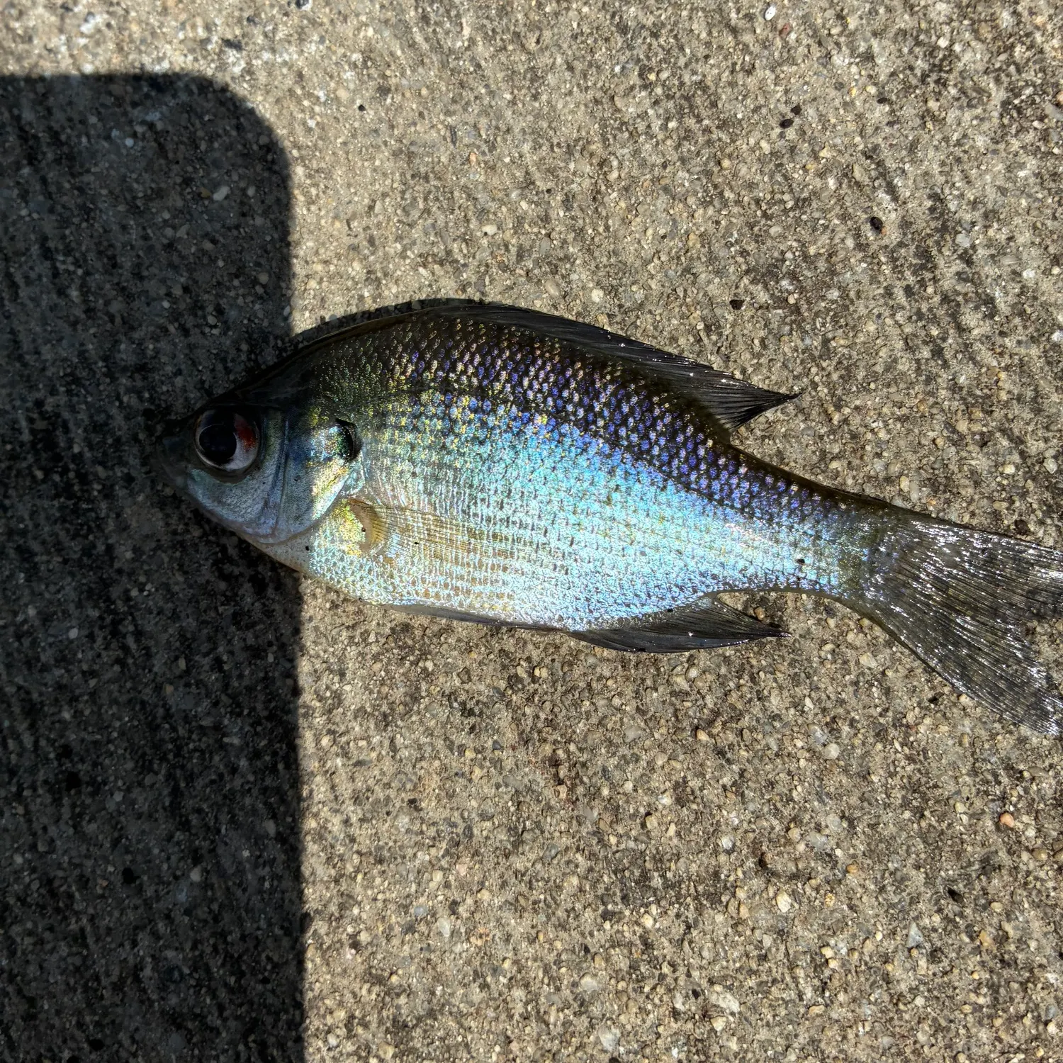Bluegill caught on Fishbrain