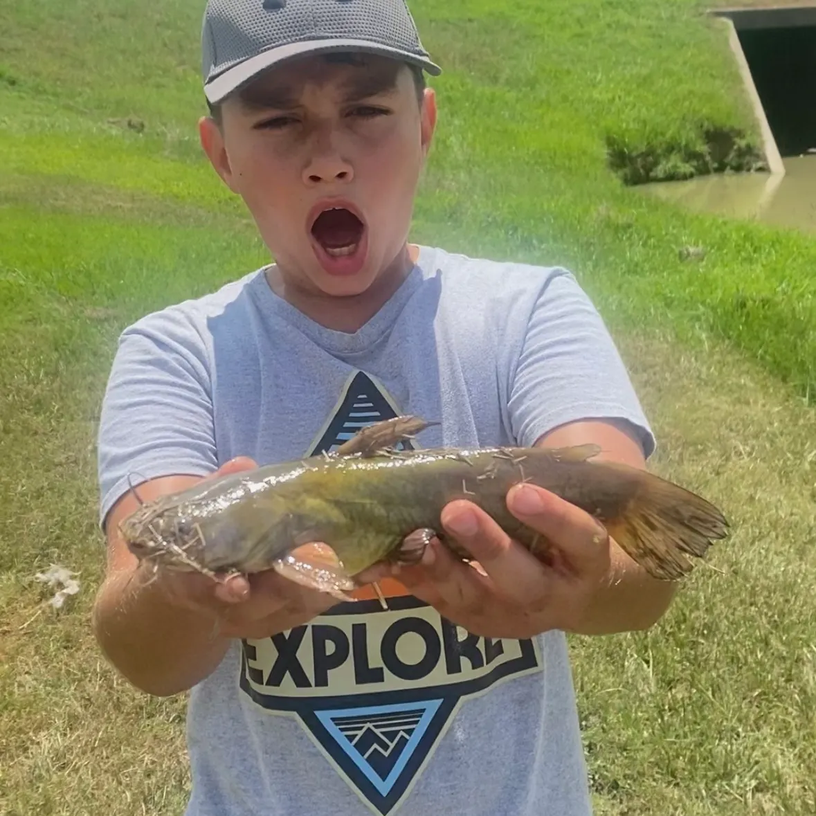 Yellow bullhead caught on Fishbrain