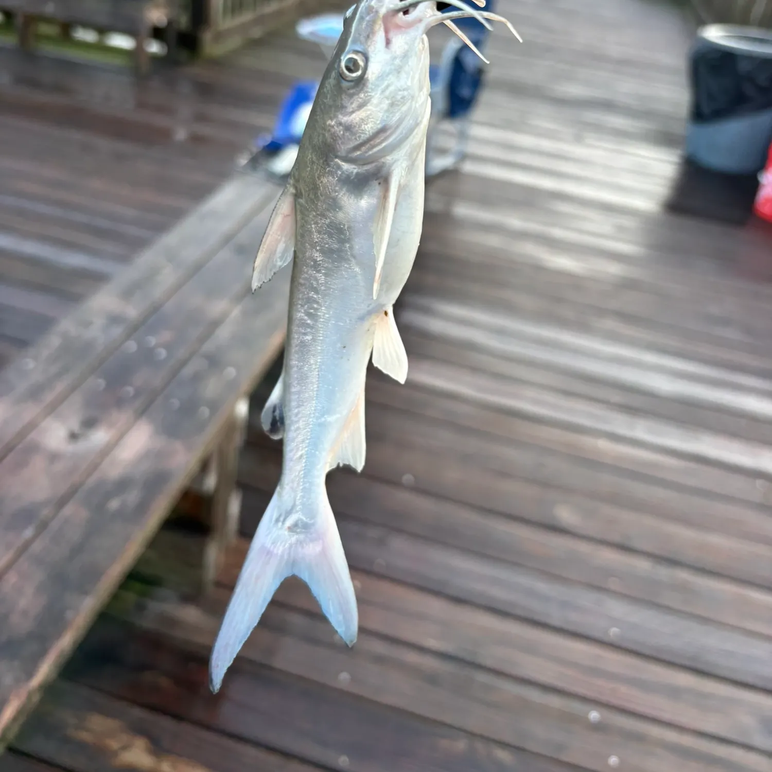The most recent Hardhead sea catfish catches on Fishbrain