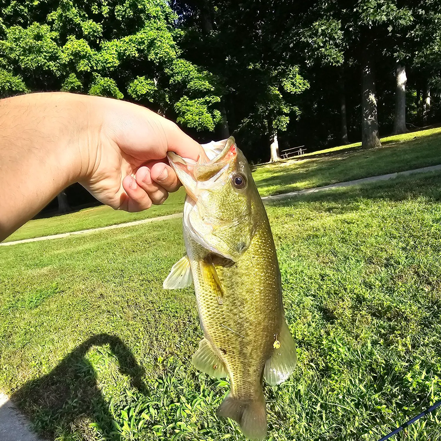 Largemouth bass caught on Fishbrain