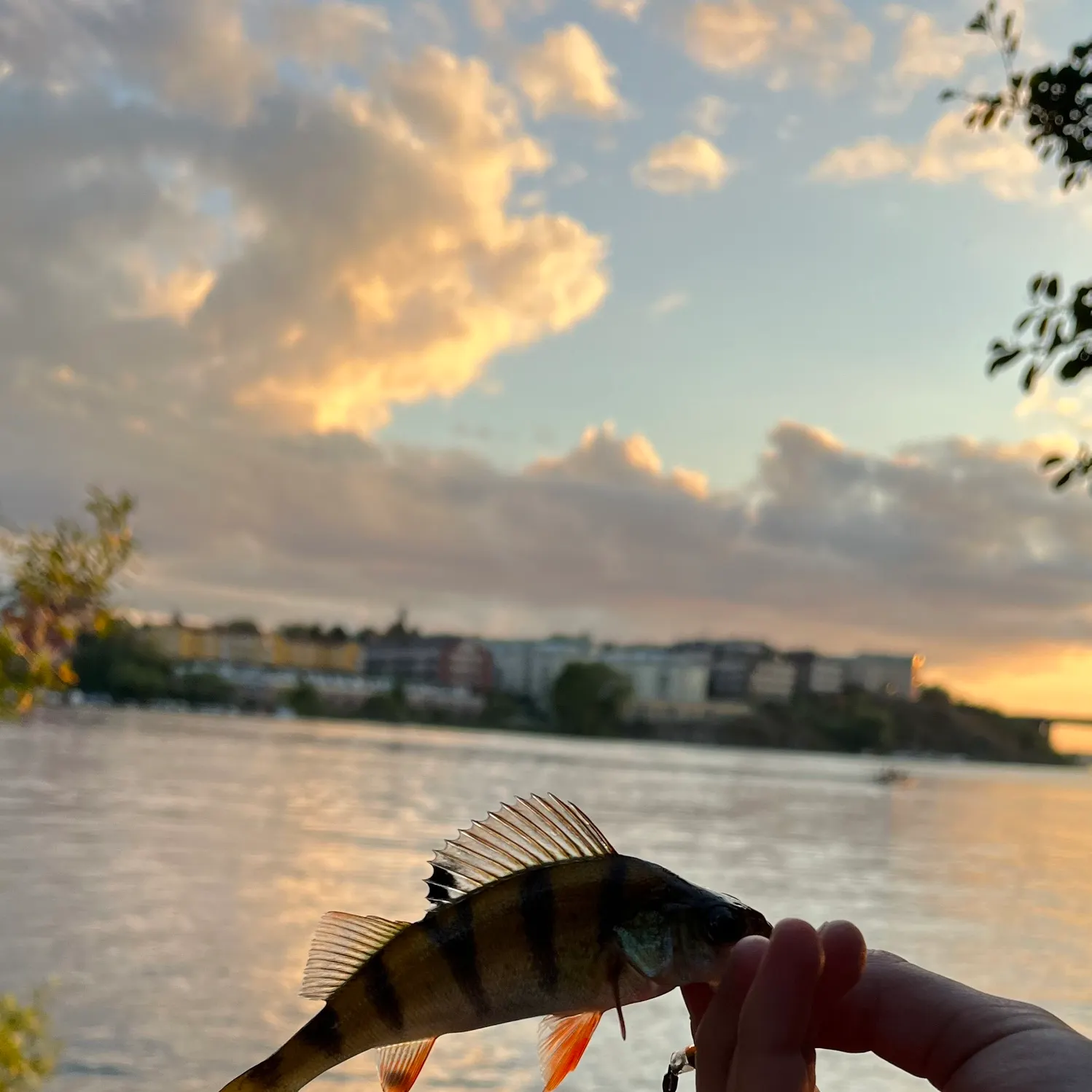 European perch caught on Fishbrain