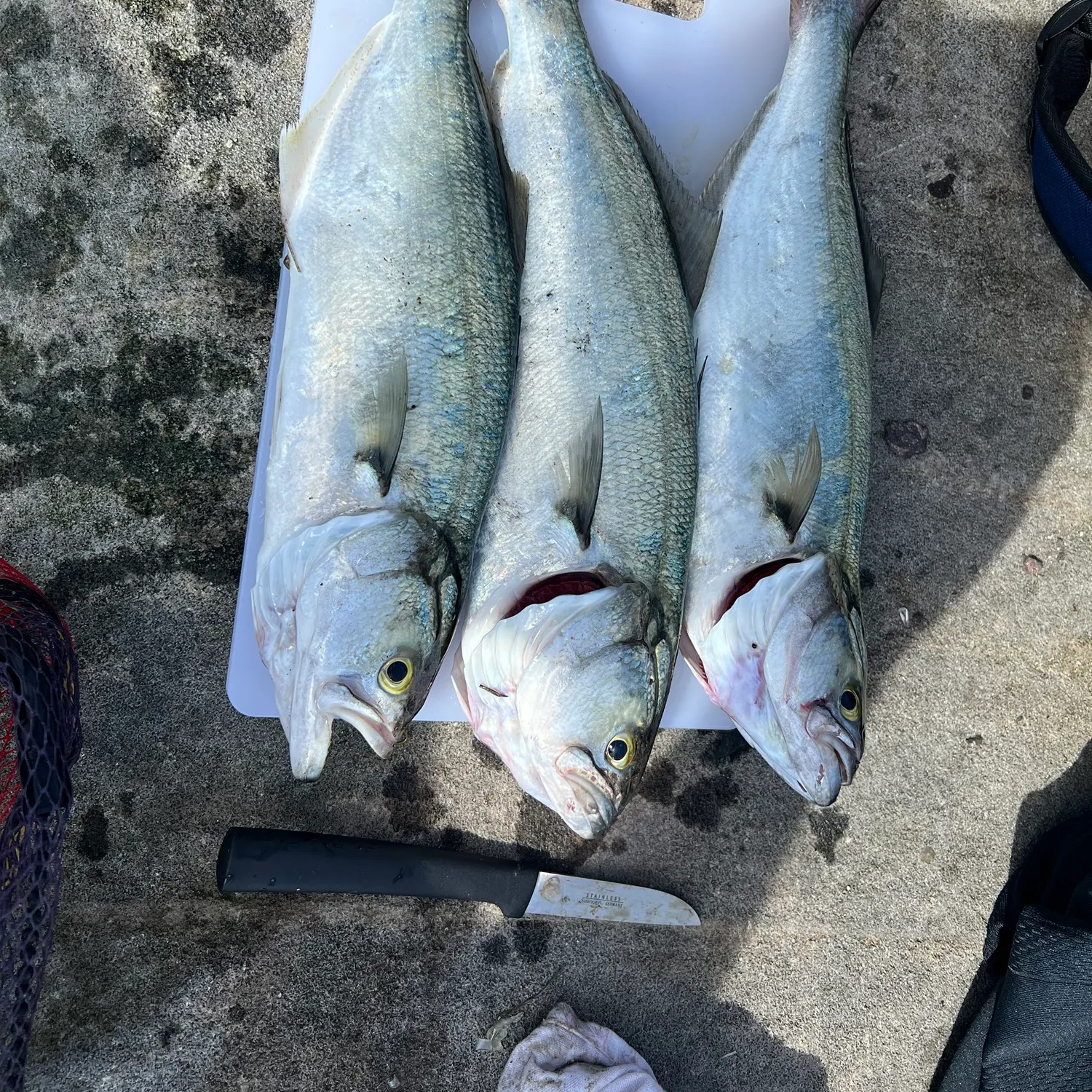 recently logged catches