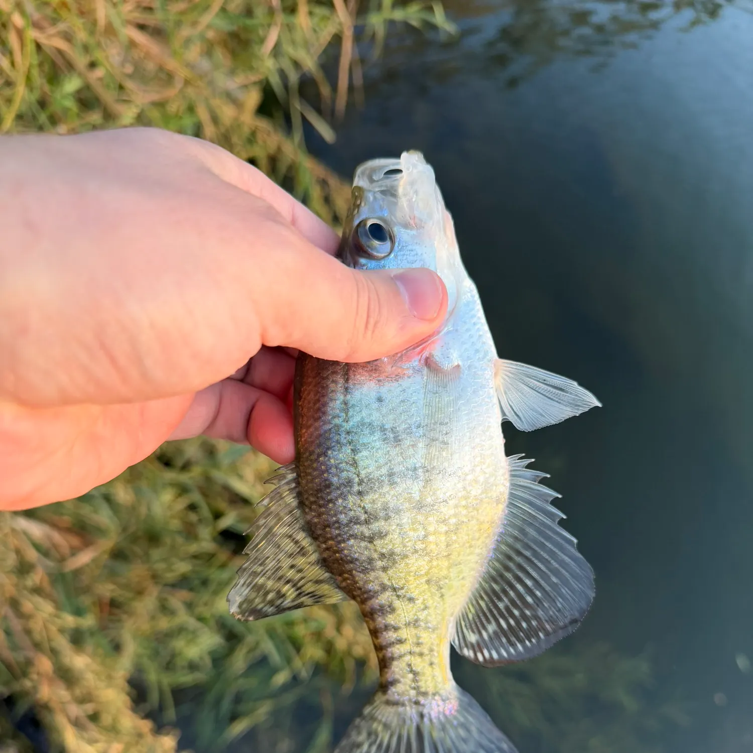White crappie caught on Fishbrain