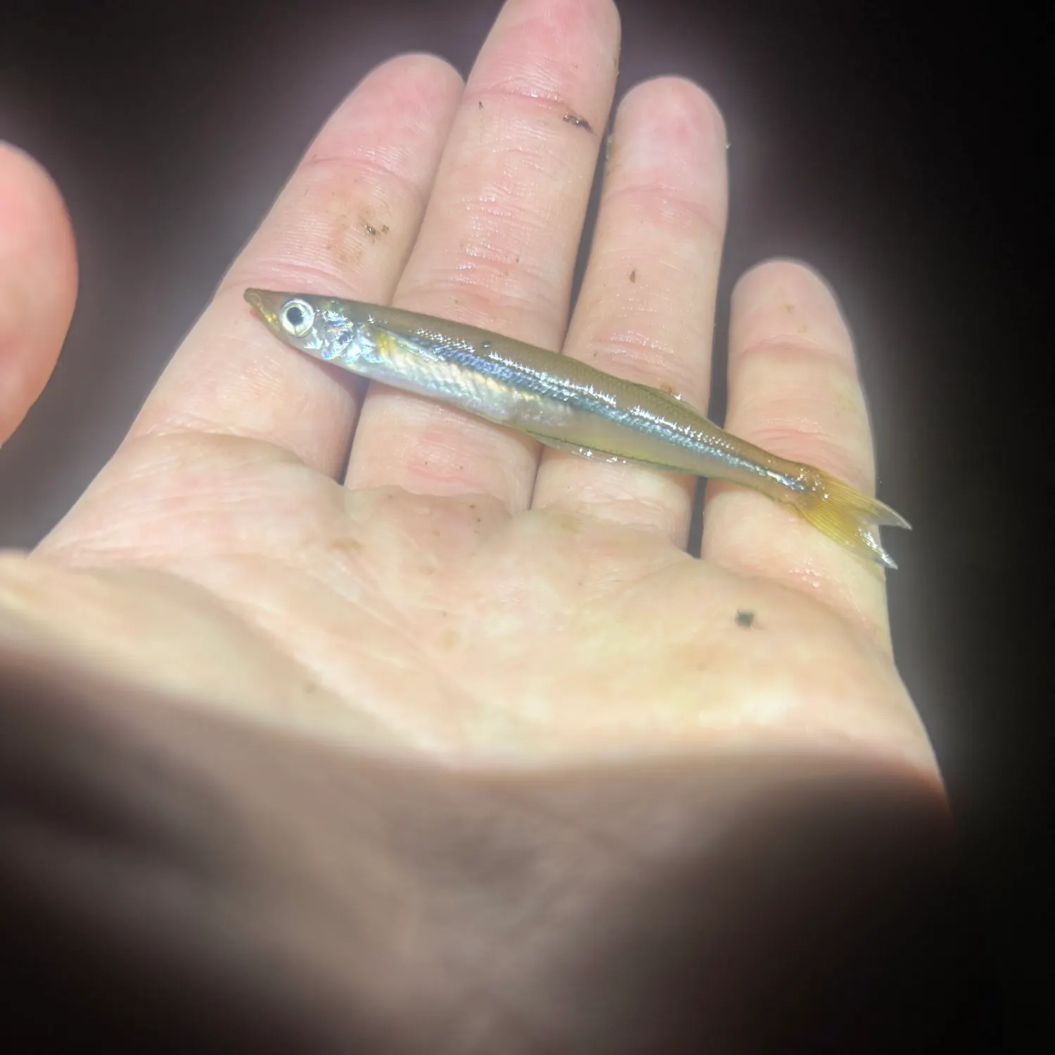 The most recent Brook silverside catches on Fishbrain