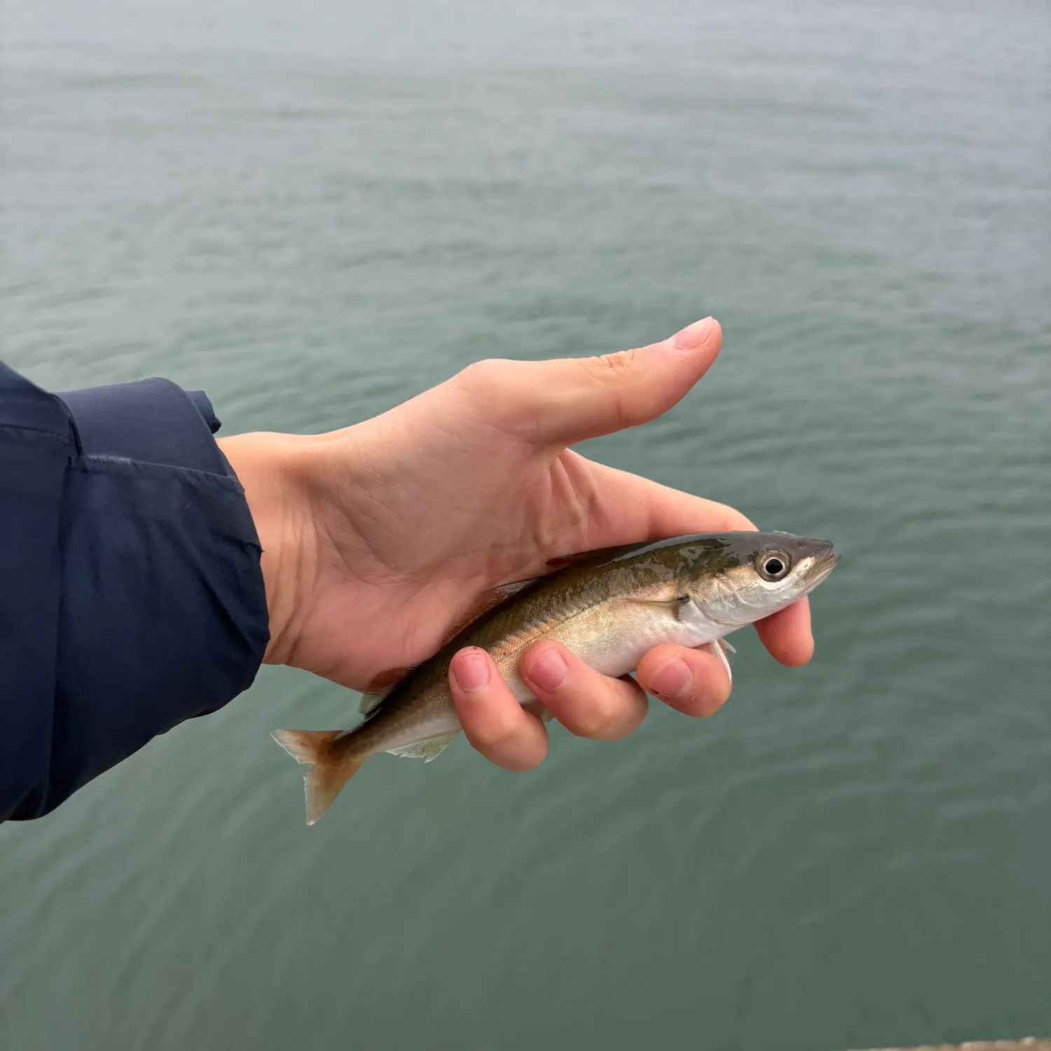 Fish caught on Fishbrain