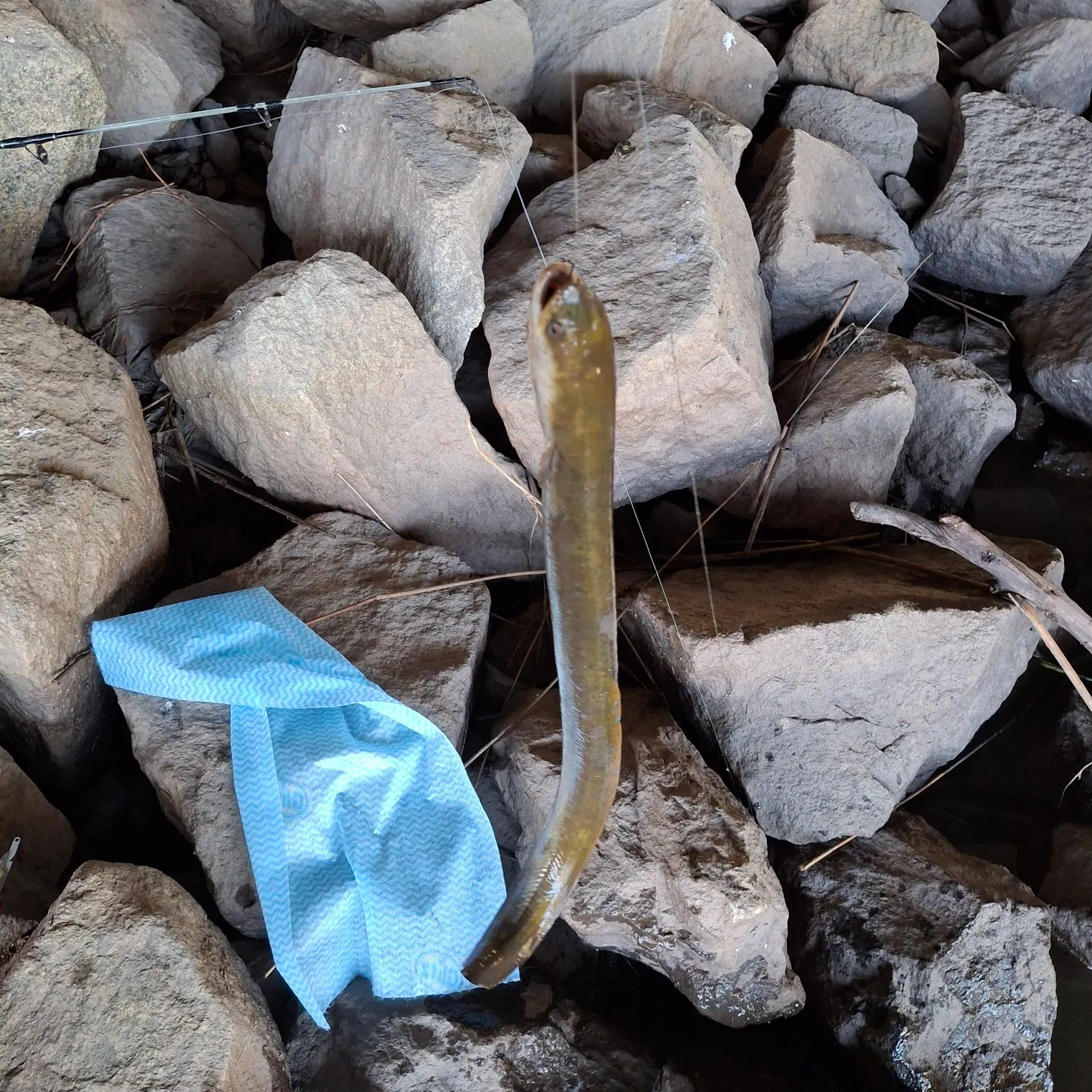 The most recent Shortfin eel catches on Fishbrain