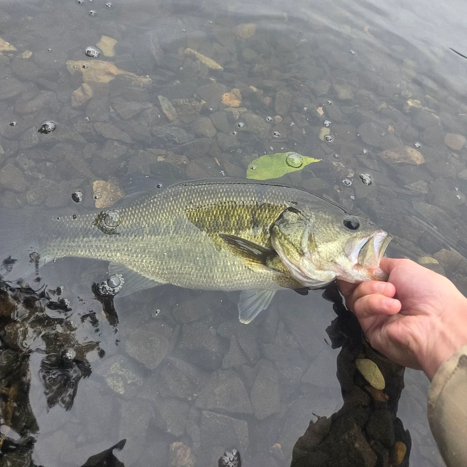 Largemouth bass caught on Fishbrain