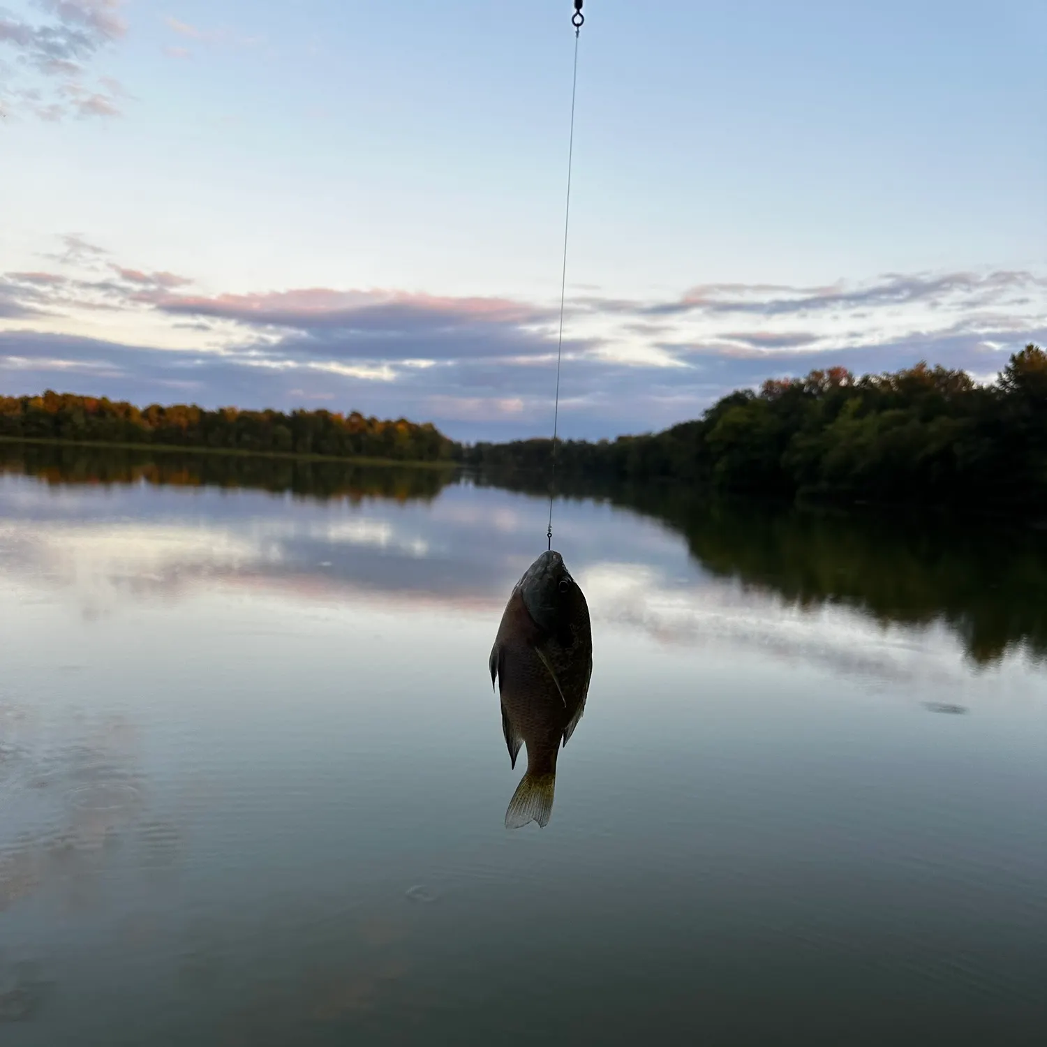 Bluegill caught on Fishbrain