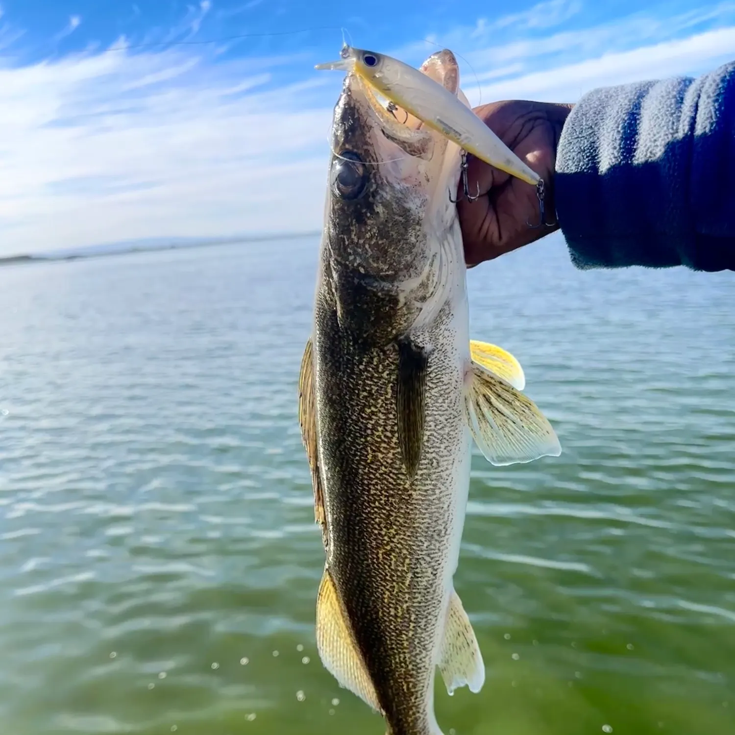 Walleye caught on Fishbrain