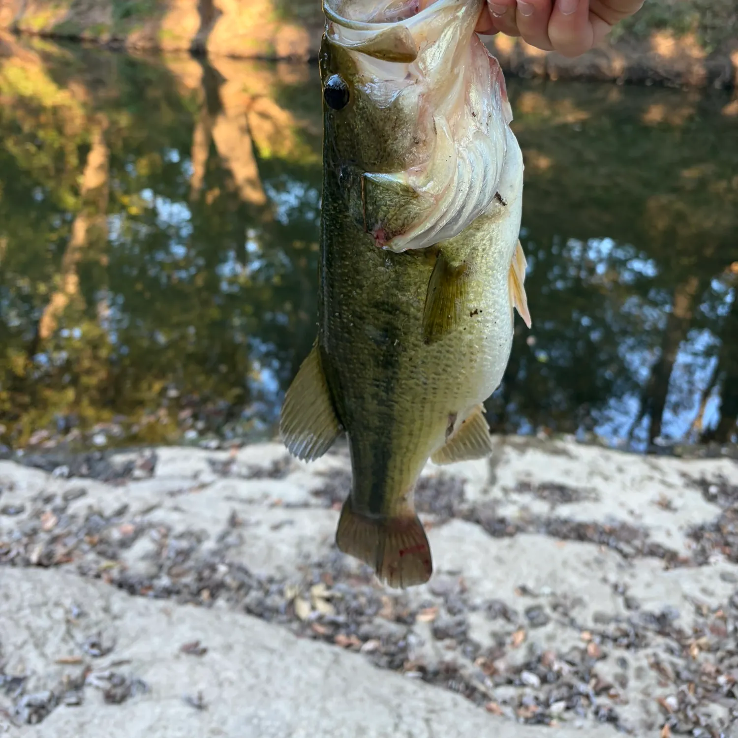 Spotted bass caught on Fishbrain