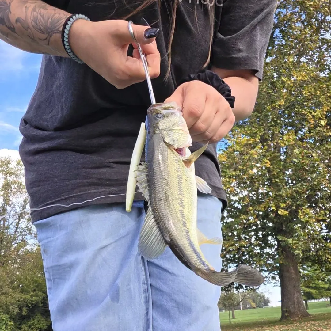 Largemouth bass caught on Fishbrain