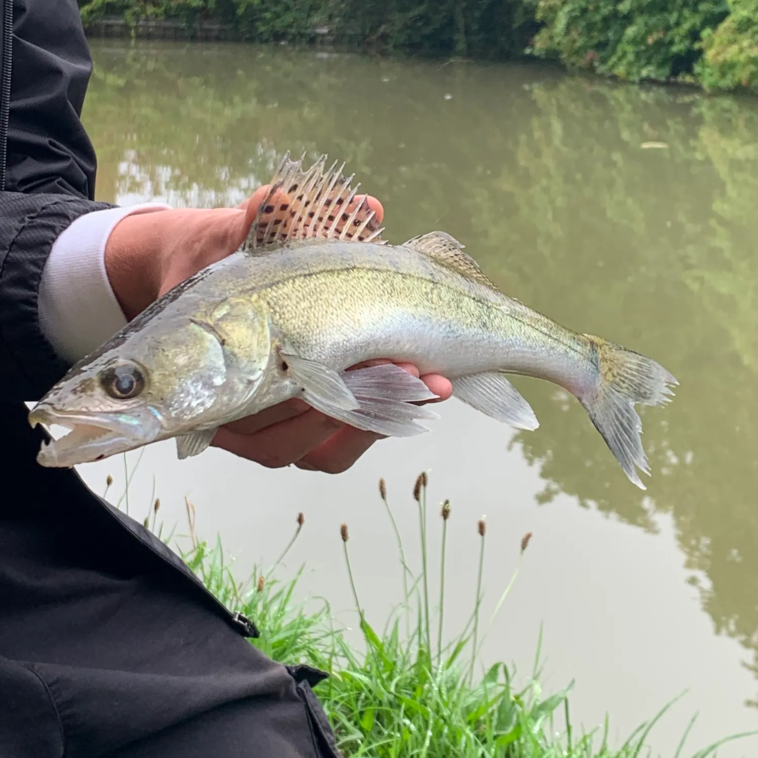 Zander caught on Fishbrain