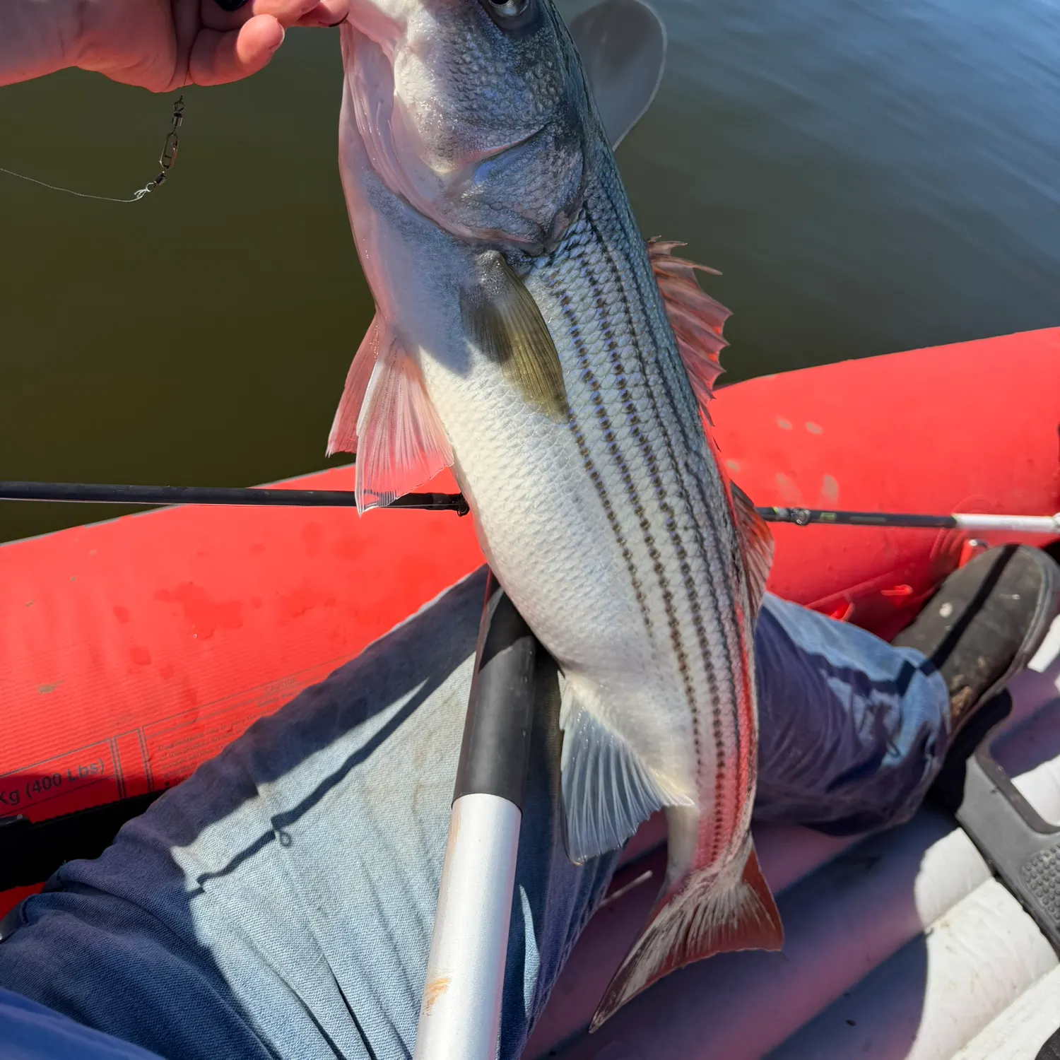 Striped bass caught on Fishbrain