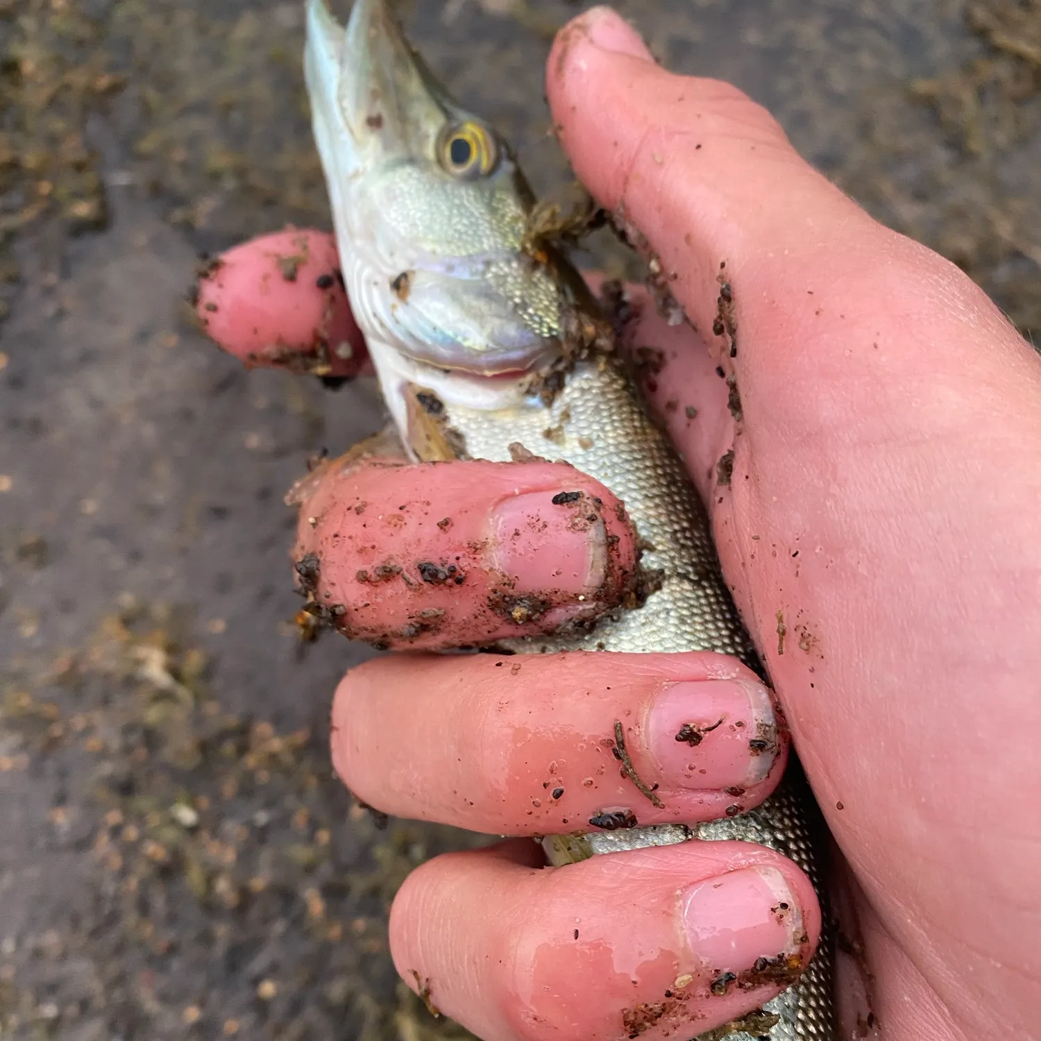 Northern pike caught on Fishbrain