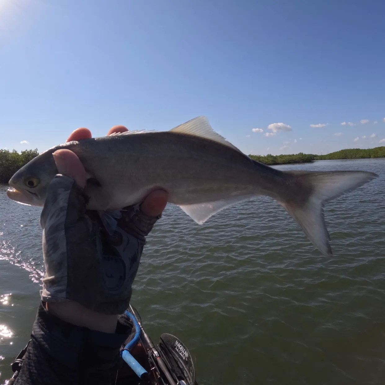 The most recent Bluefish catches on Fishbrain