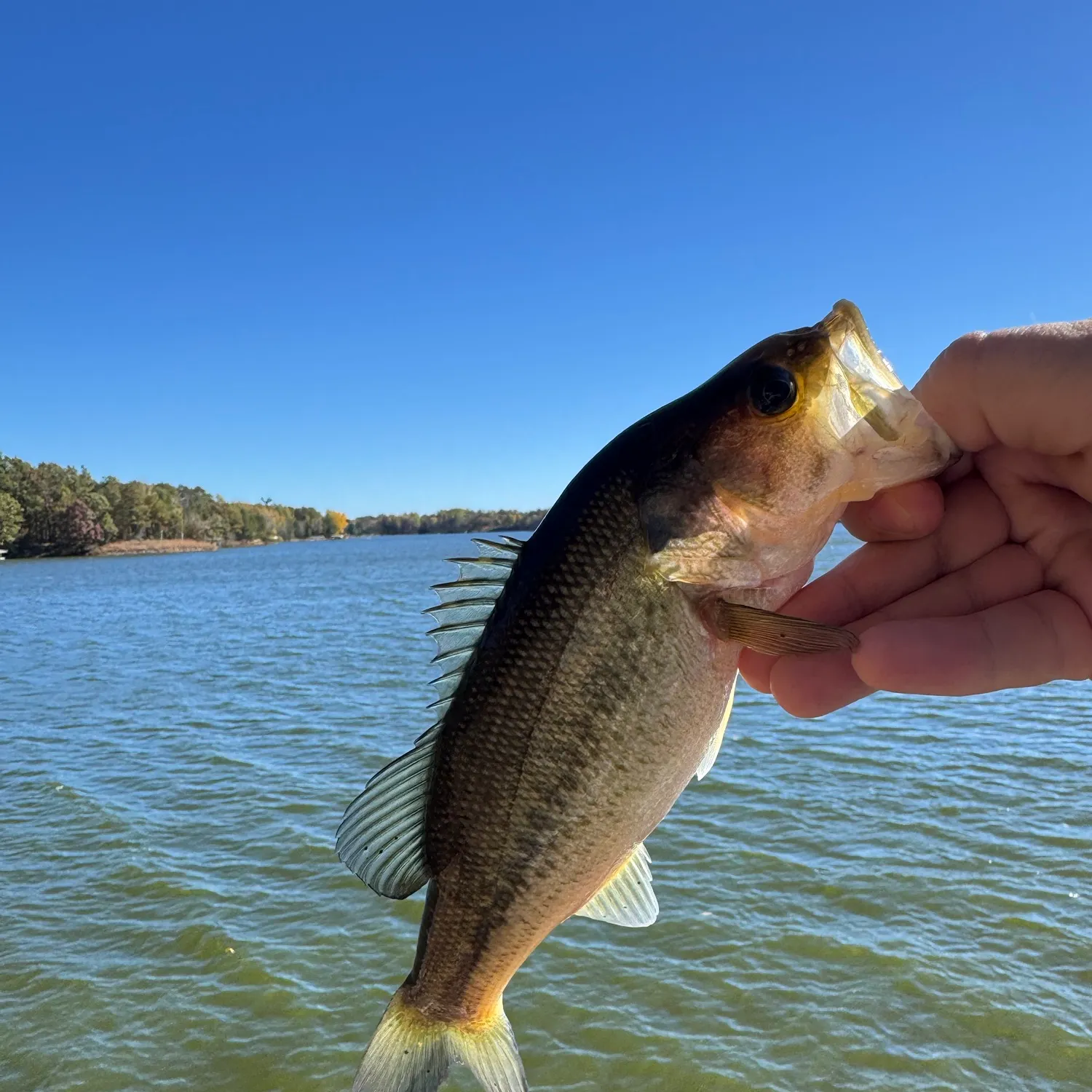 Largemouth bass caught on Fishbrain