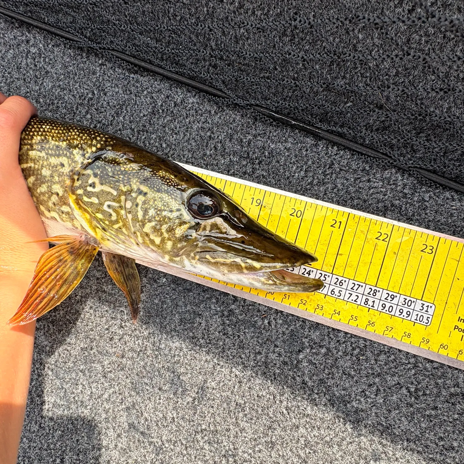 recently logged catches