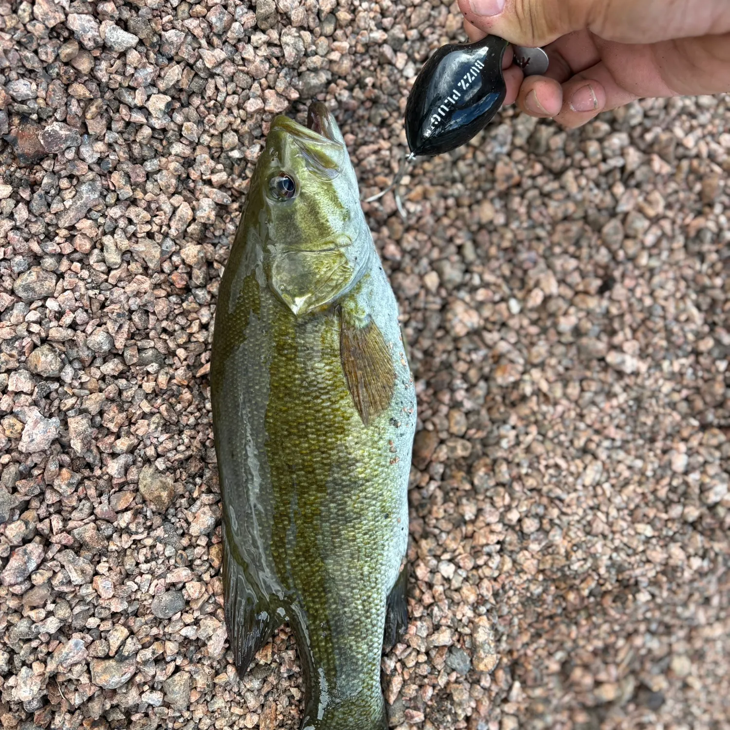 Smallmouth bass caught on Fishbrain